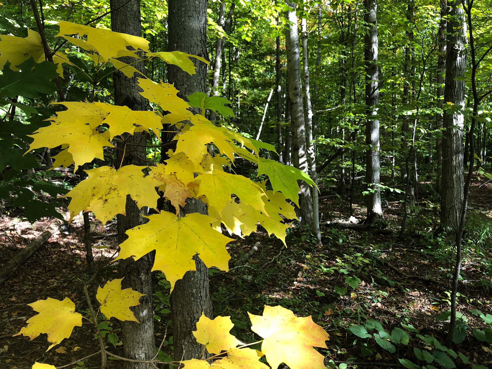 A forest; in the foreground, maple leaves on a tree are turning yellow