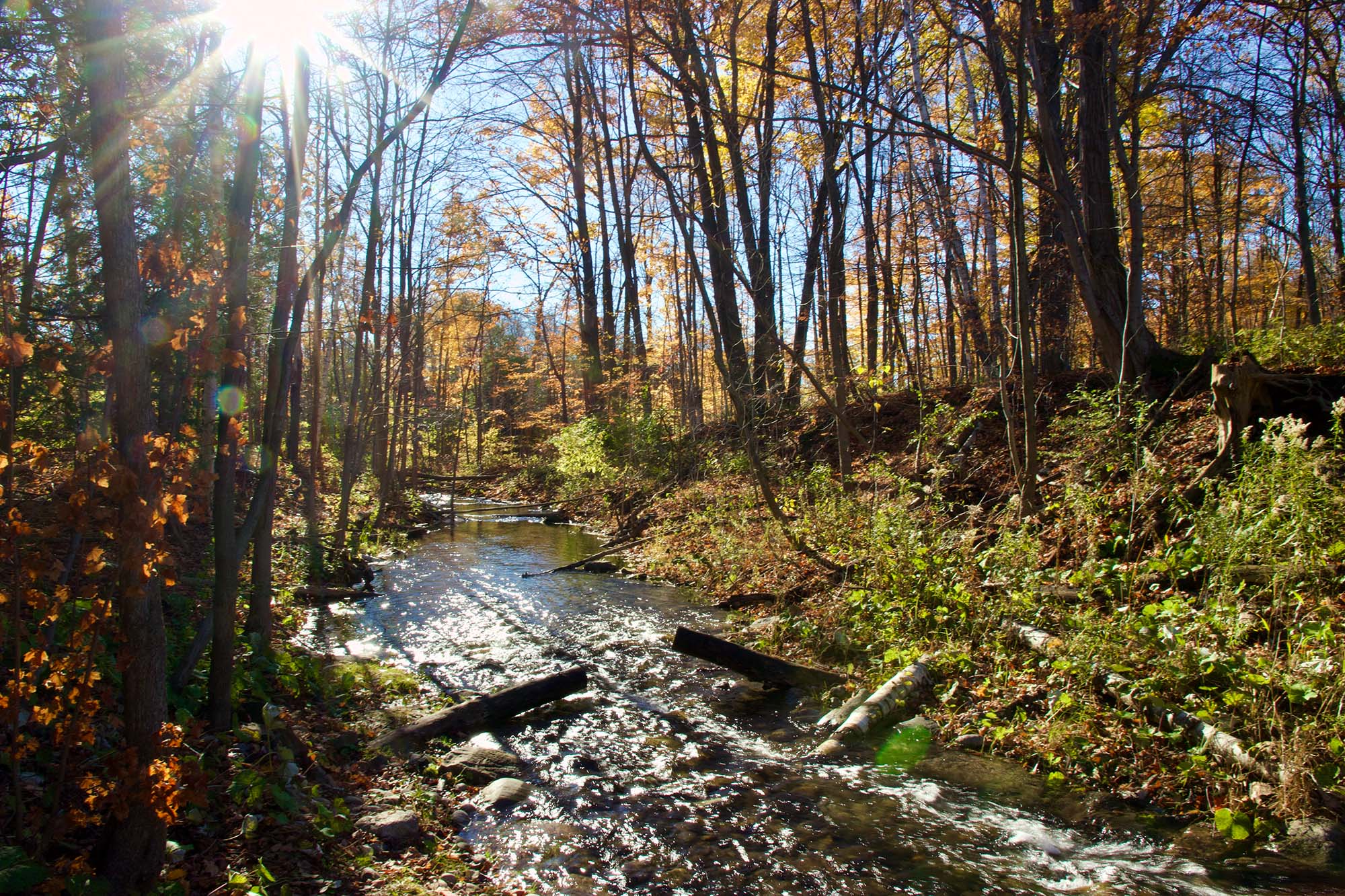 A stream in autumn on a sunny day, with blue skies behind the orange-leaved trees