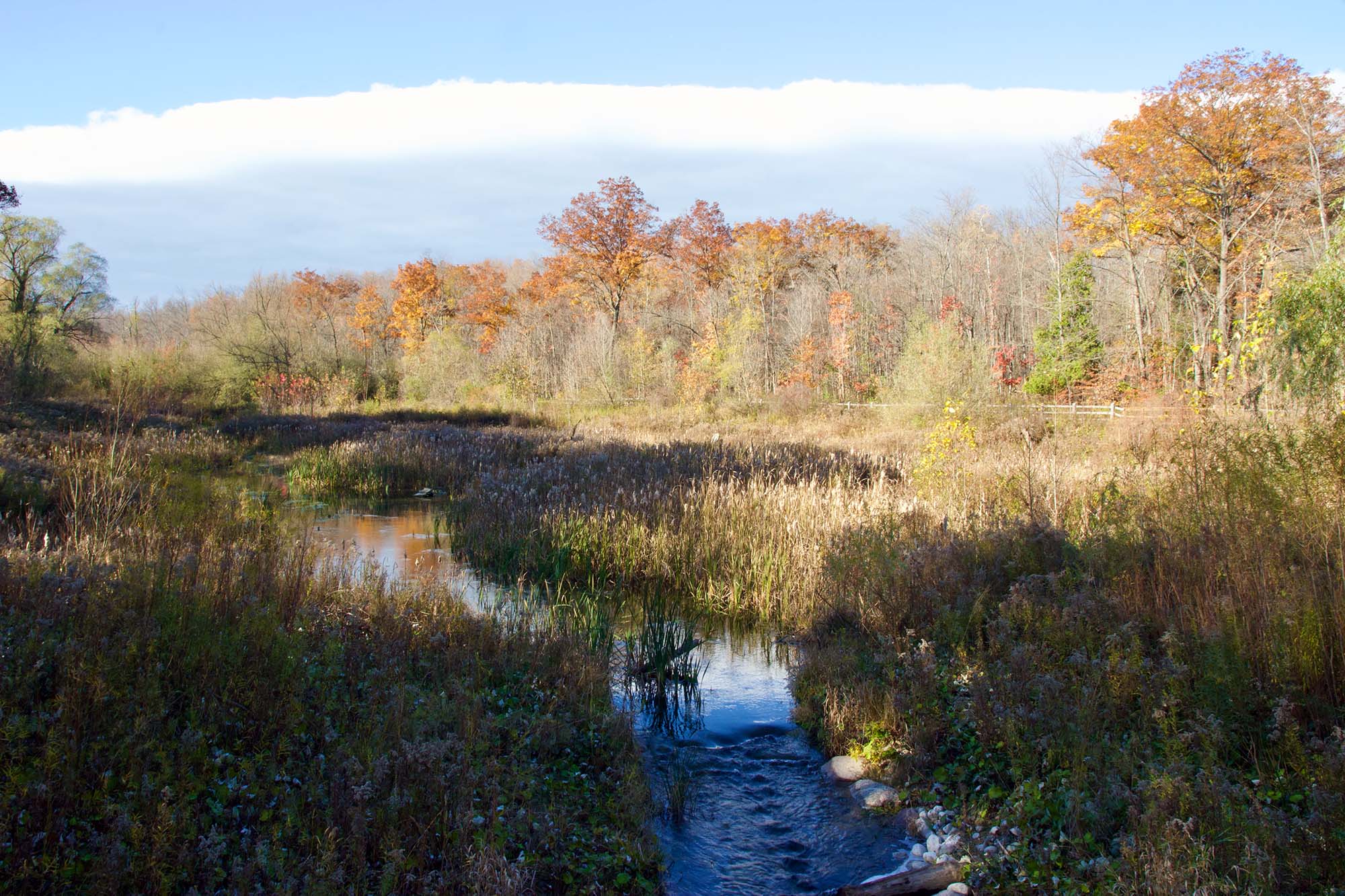 A wetland on a sunny day, with orange-leaved trees and a blue sky streaked with cloud