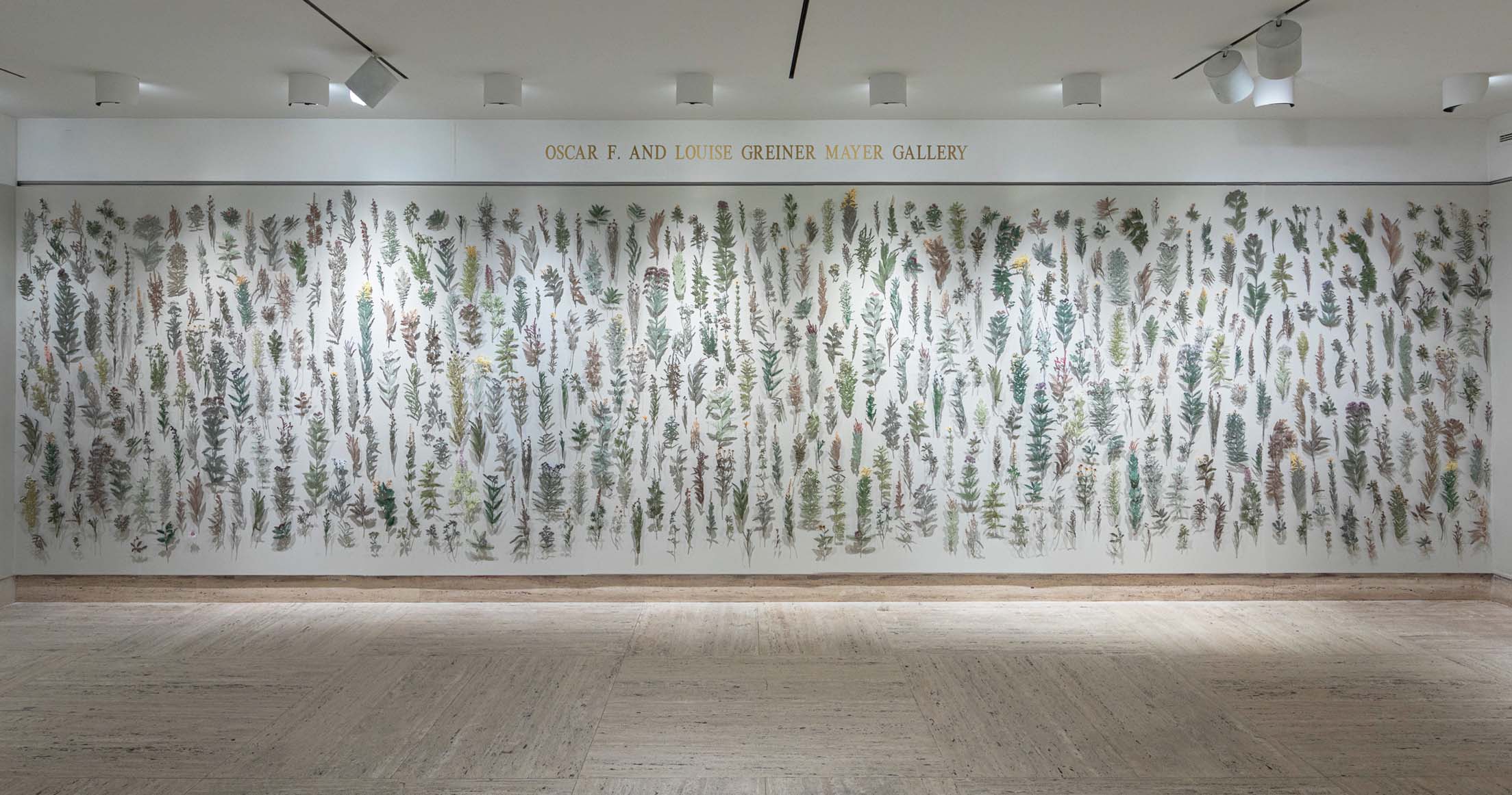 On a white gallery wall, hundreds of thread sketches of plants are mounted in a dense arrangement