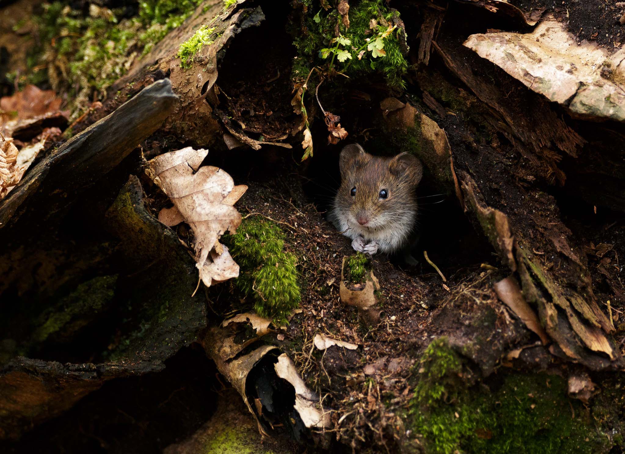 A vole with tiny paws looking out from under the base of a rotting tree