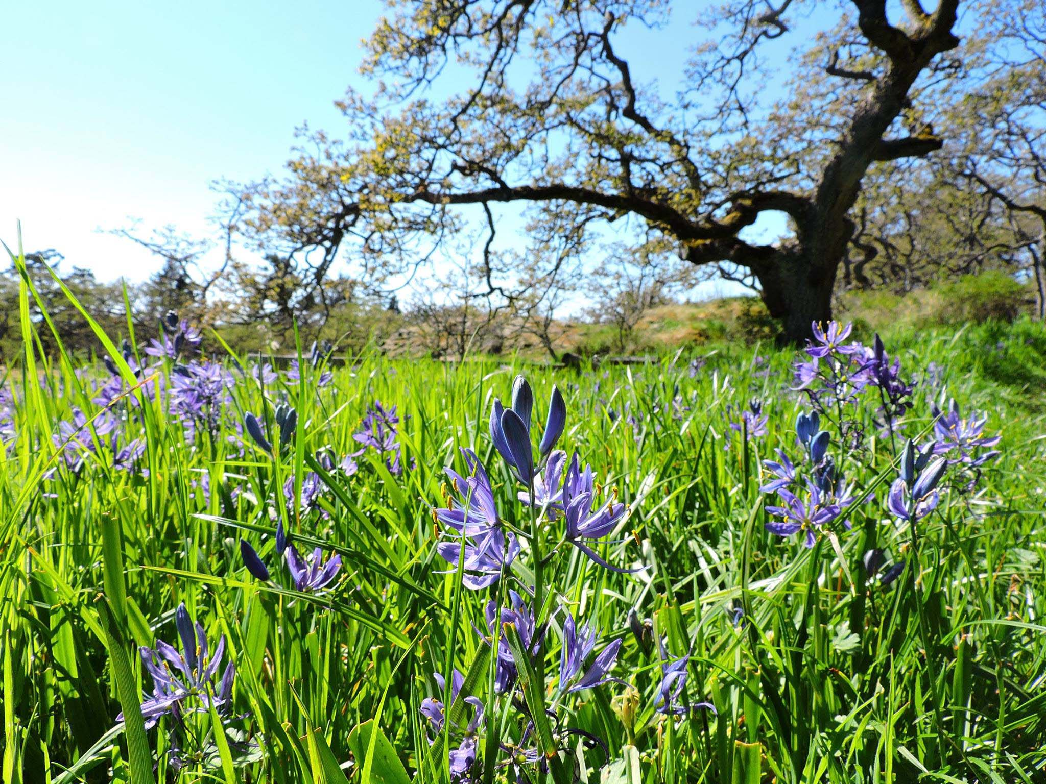 purple flowers and green grass in the foreground, a large tree and blue sky in the background