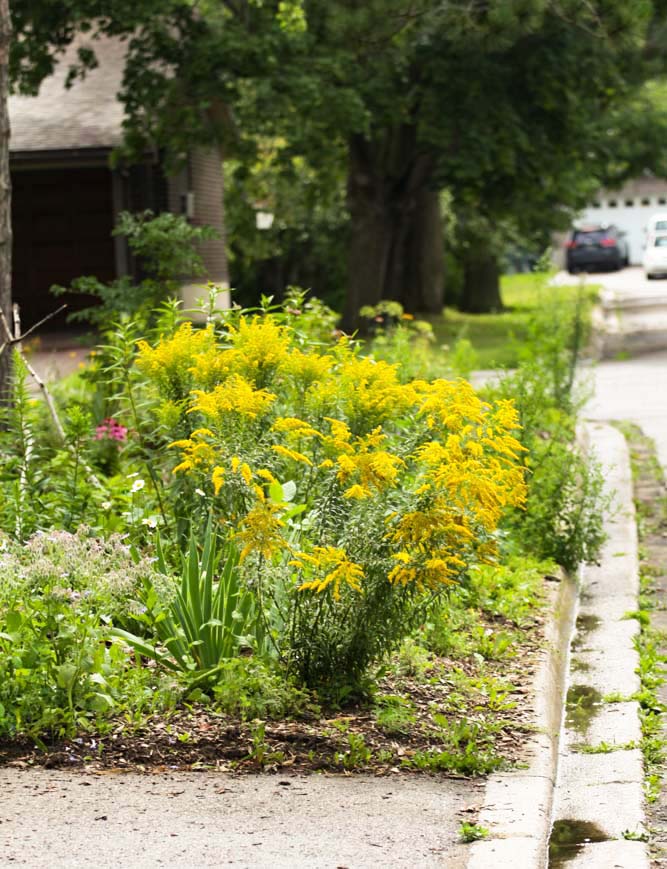 Yellow flowers in a garden bed next to the road