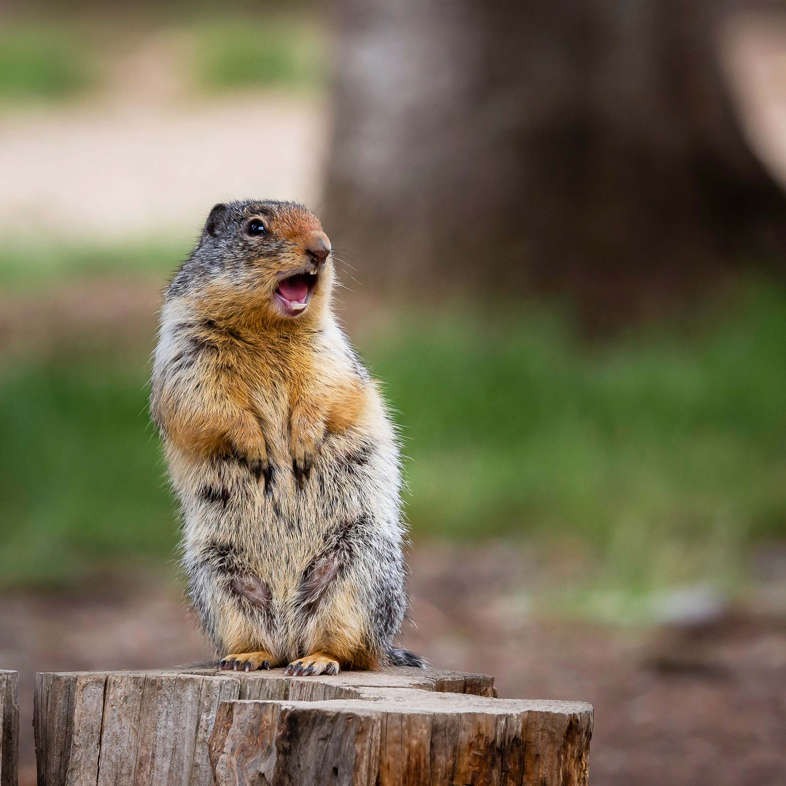 A ground squirrel standing up on a stump with its mouth open, likely making a cute warning sound