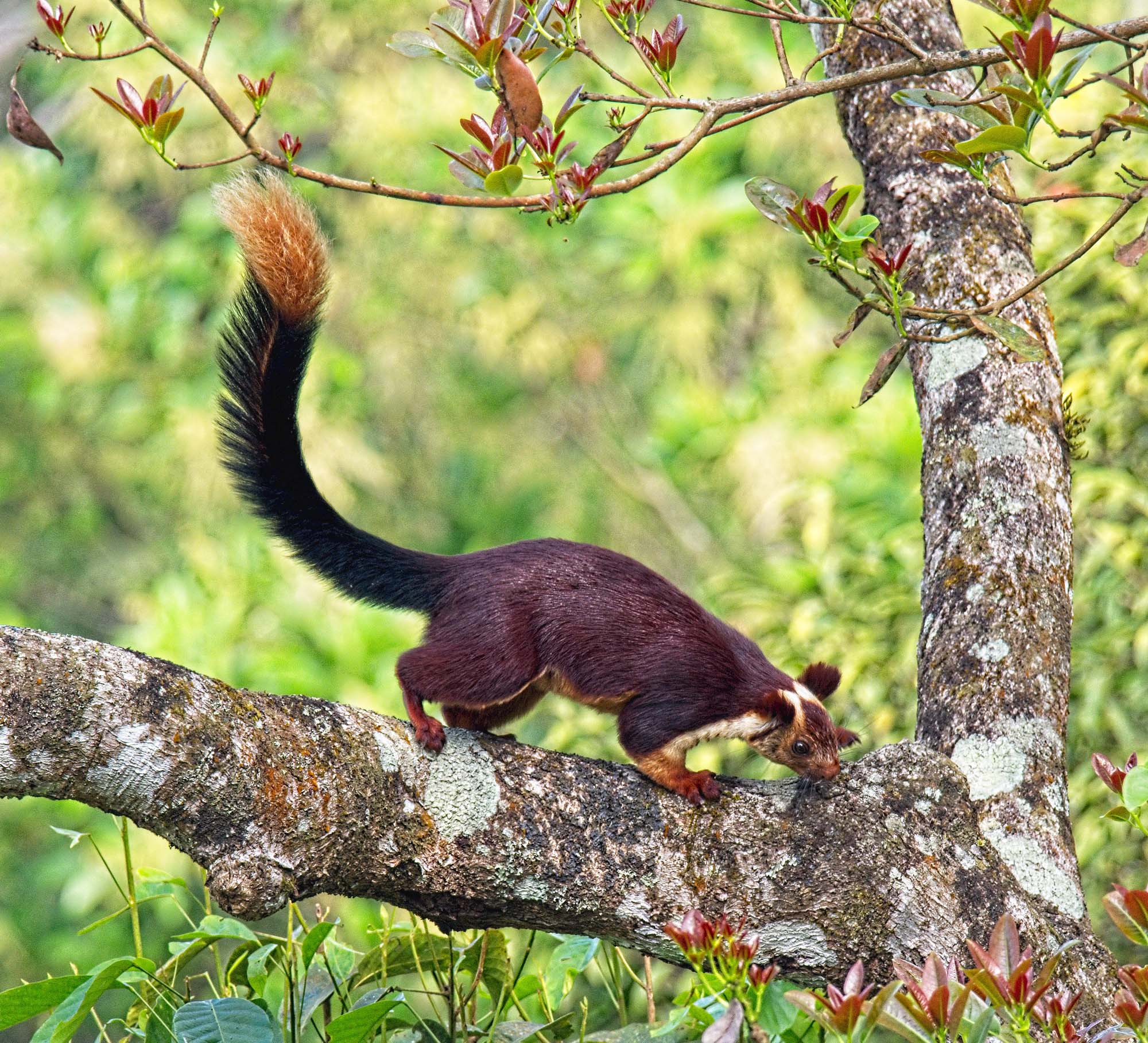 A large burgundy squirrel standing on a tree with its tail up in the air