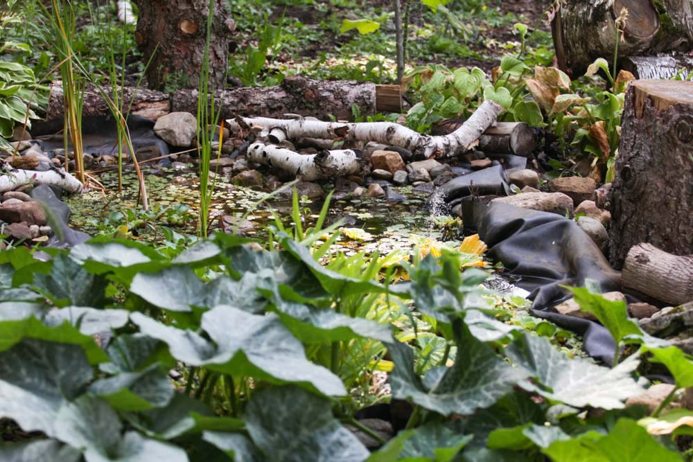 A pond with plants, logs and trees