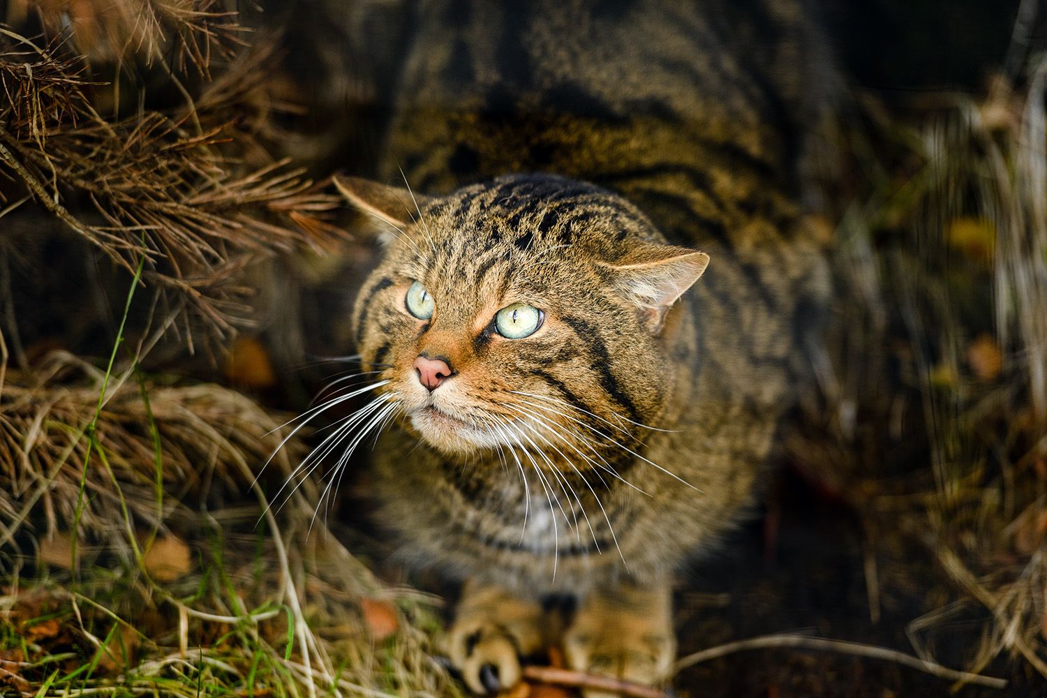 A Scottish wildcat crouched amidst branches in a den, looking up and to the side