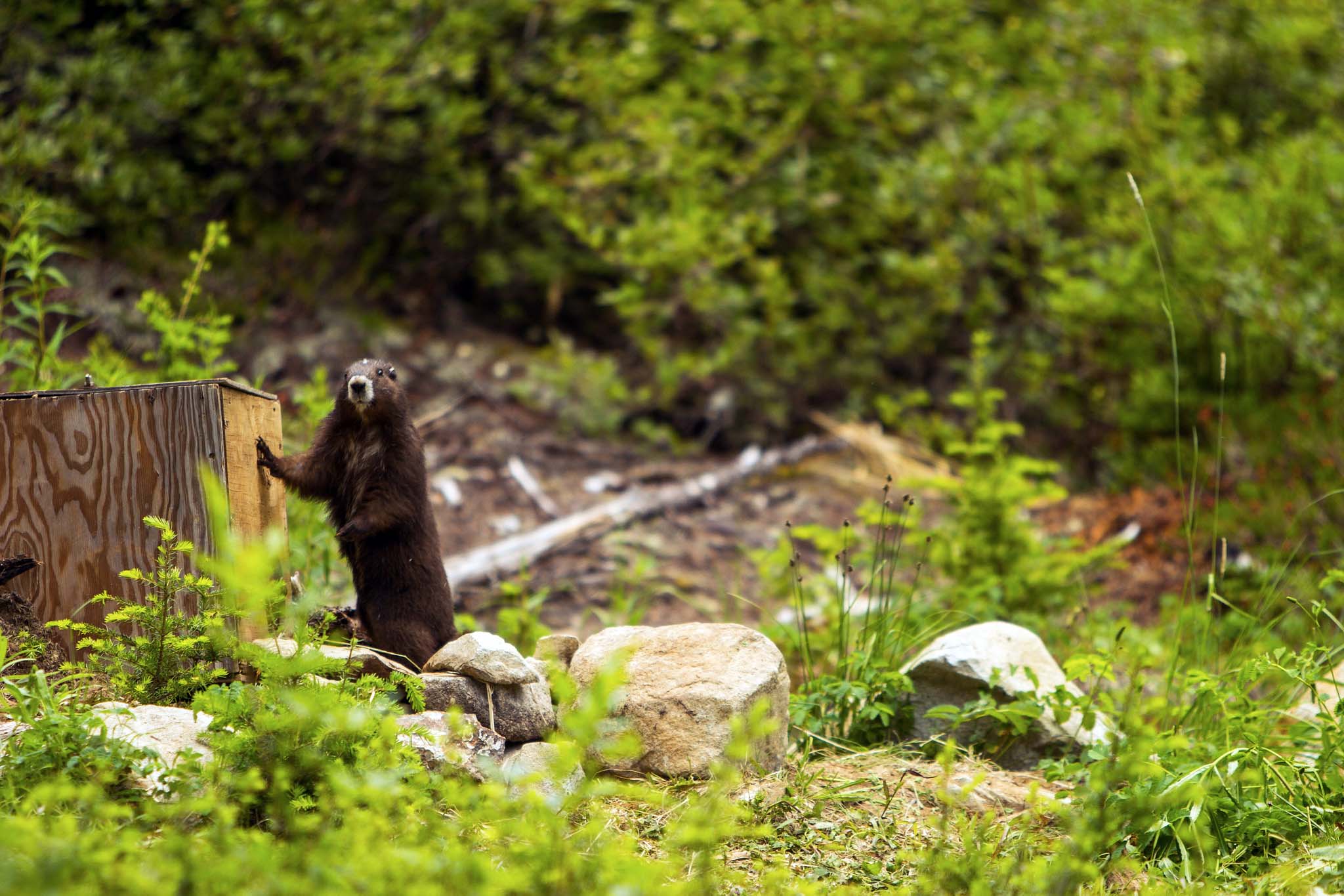 A marmot with an inquisitive look on its face standing up against a wooden box in a forest clearing