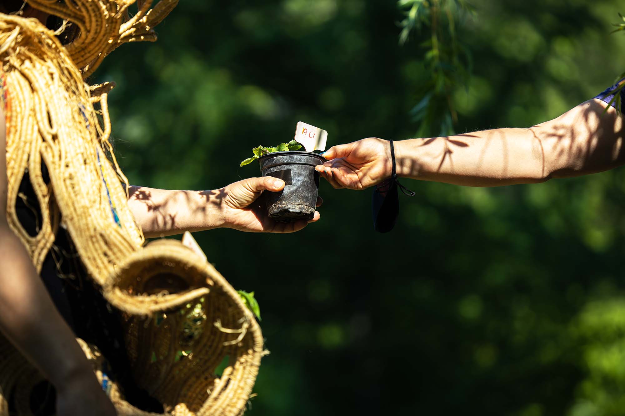 Arms of a performing artist and a spectator both reaching to grasp a potted plant labelled "Ali"