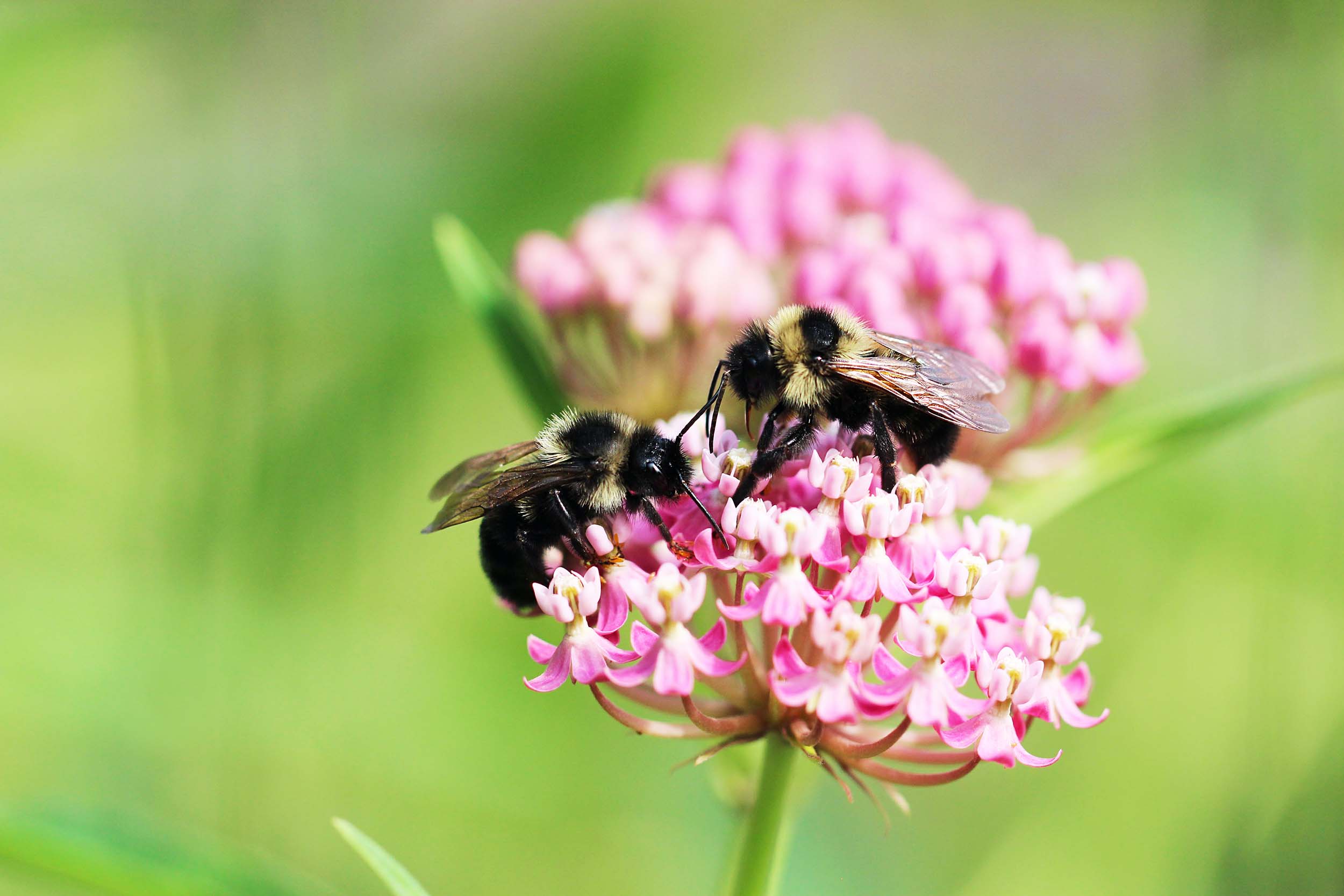 Two bees foraging on a pink flower