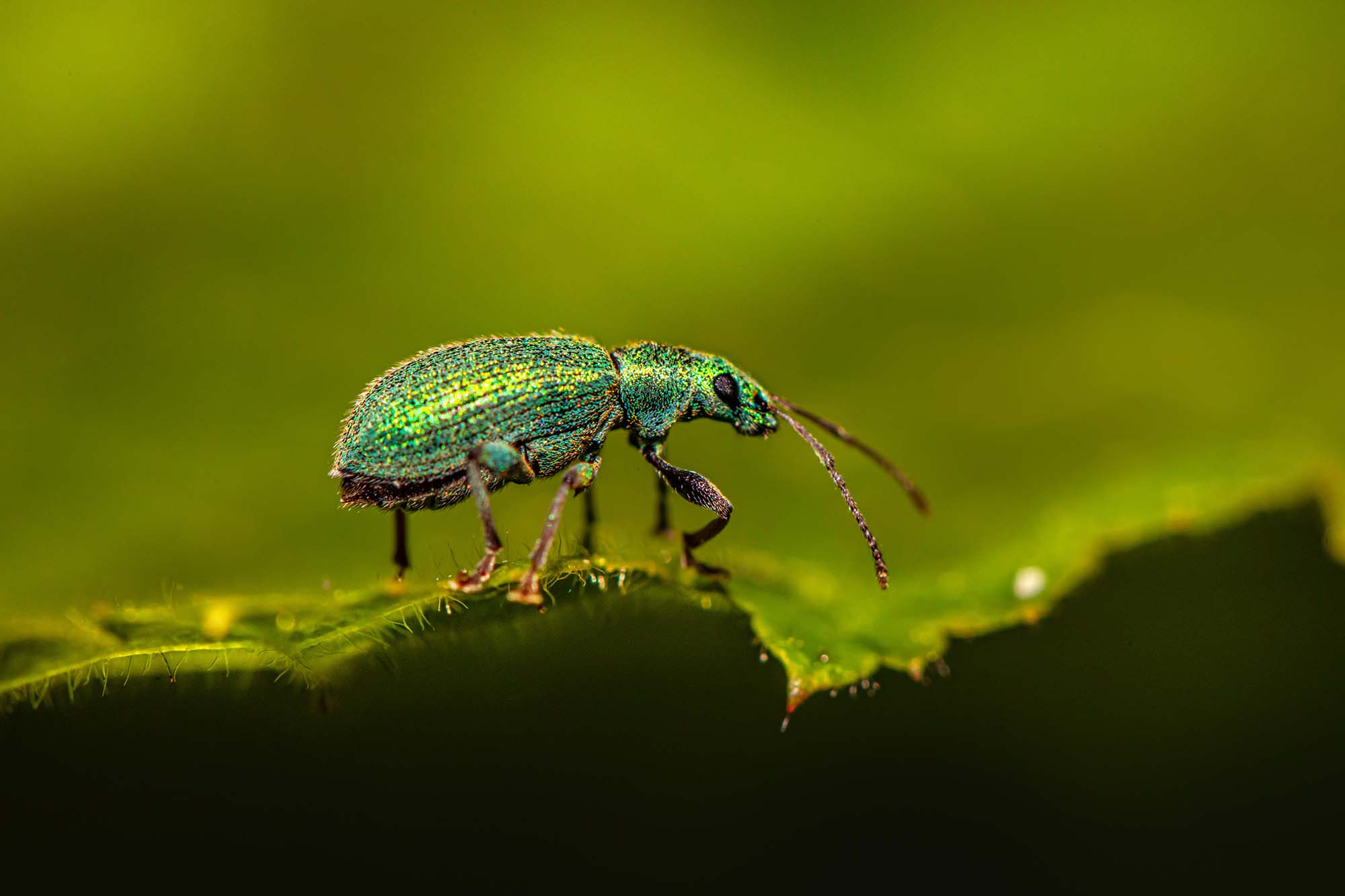 An iridescent green beetle walking along a leaf