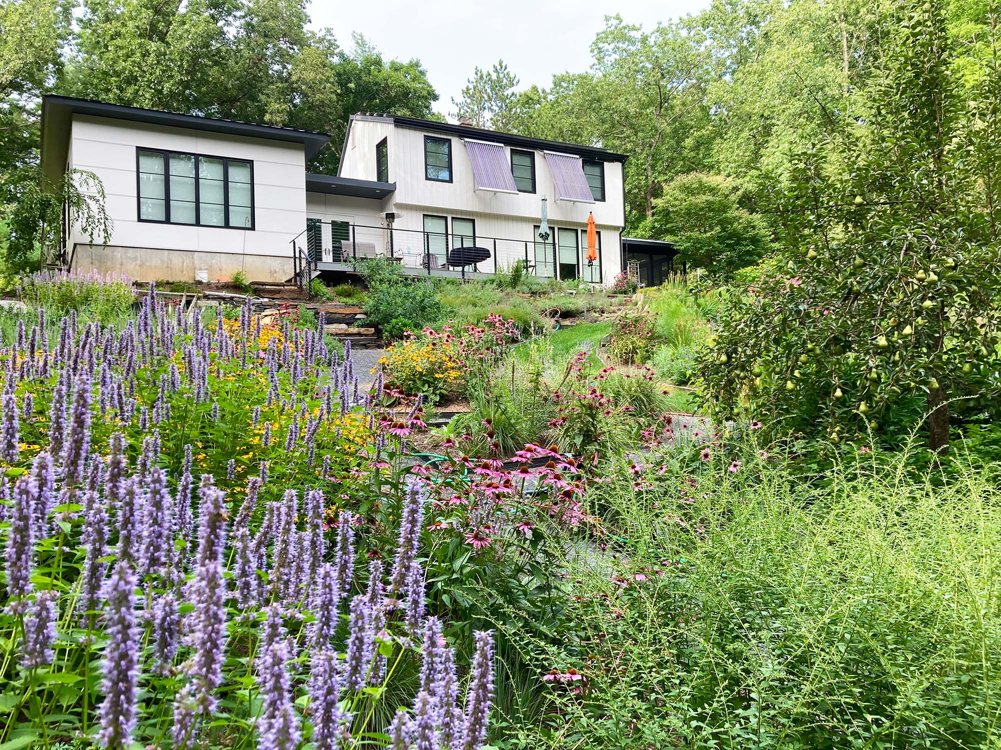 A house with trees behind and a flowering meadow on a hillside in front