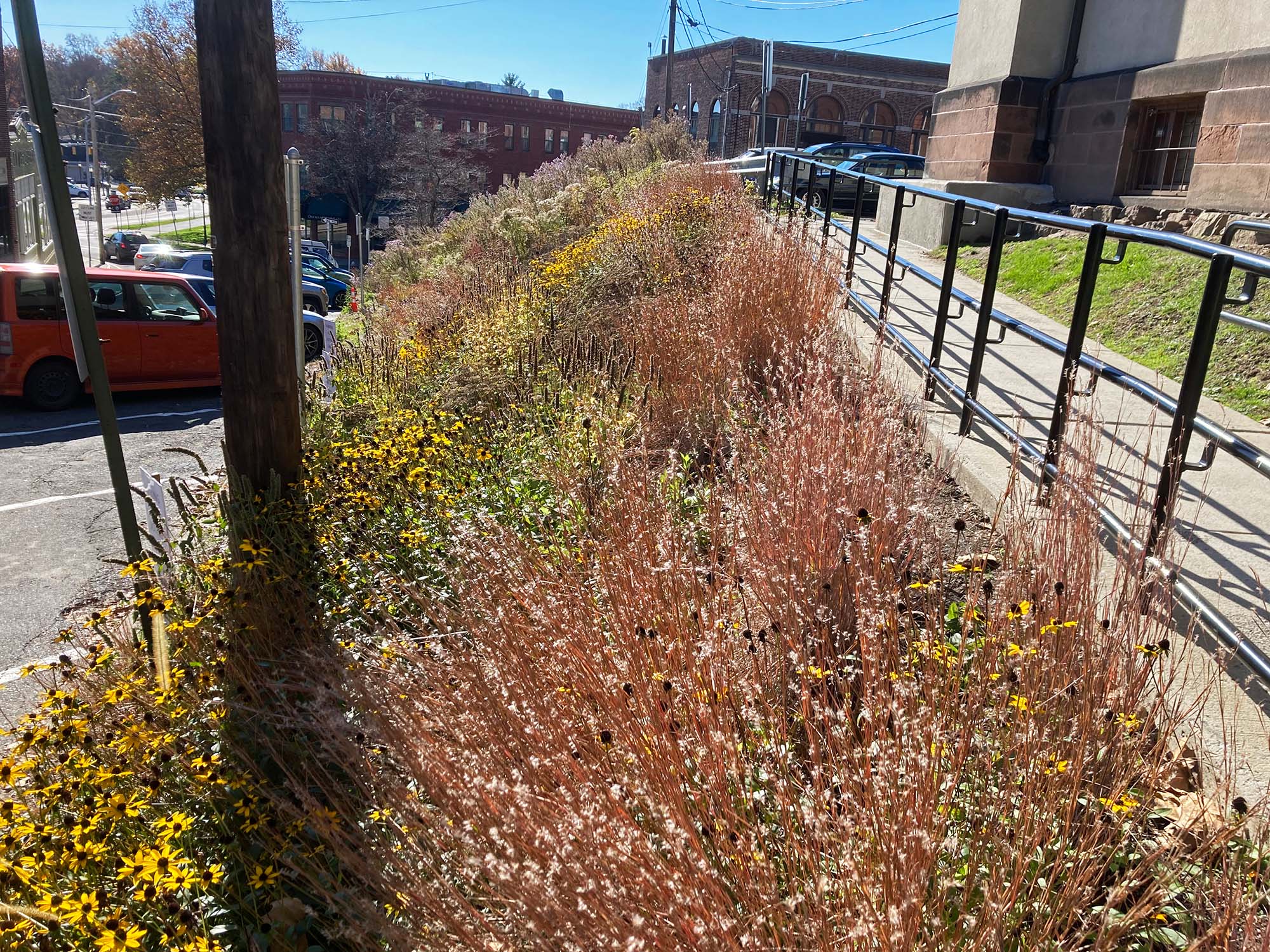 In a city centre, a hillside garden is filled with flowering meadow plants, surrounded by buildings and parking spaces