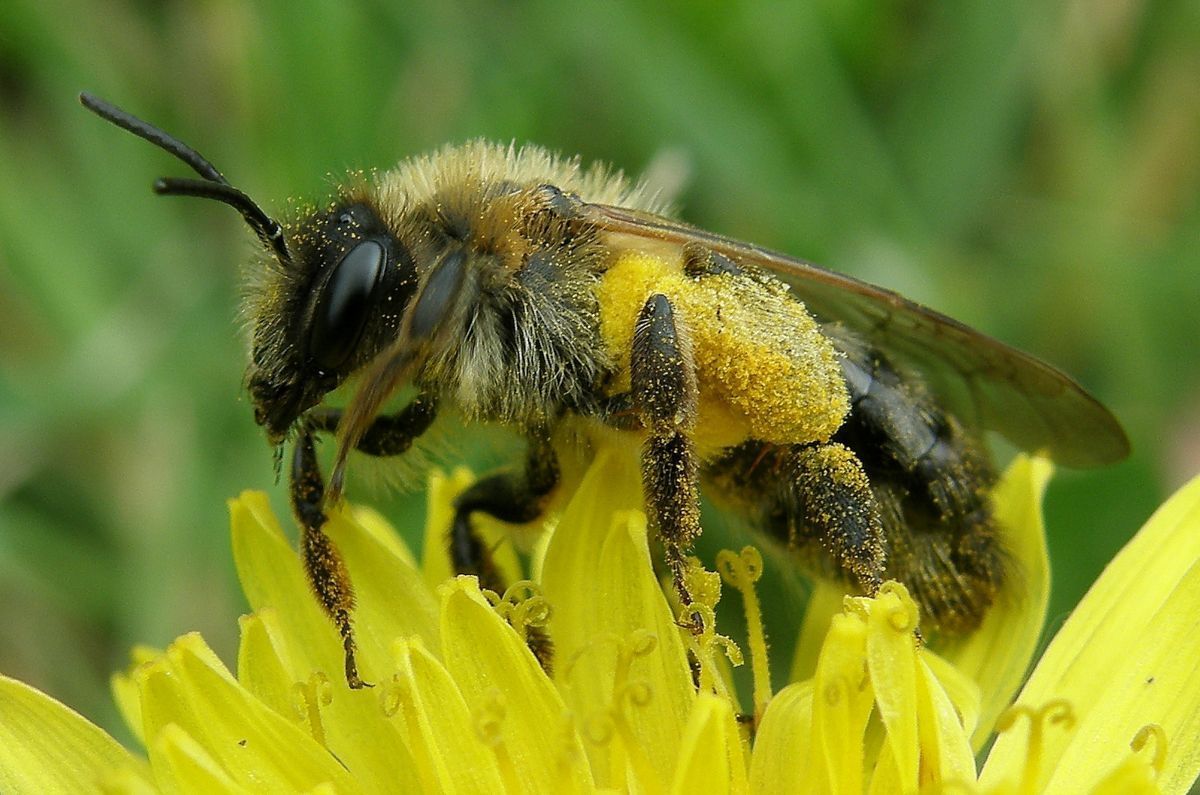 A bee covered in pollen sitting on a yellow flower