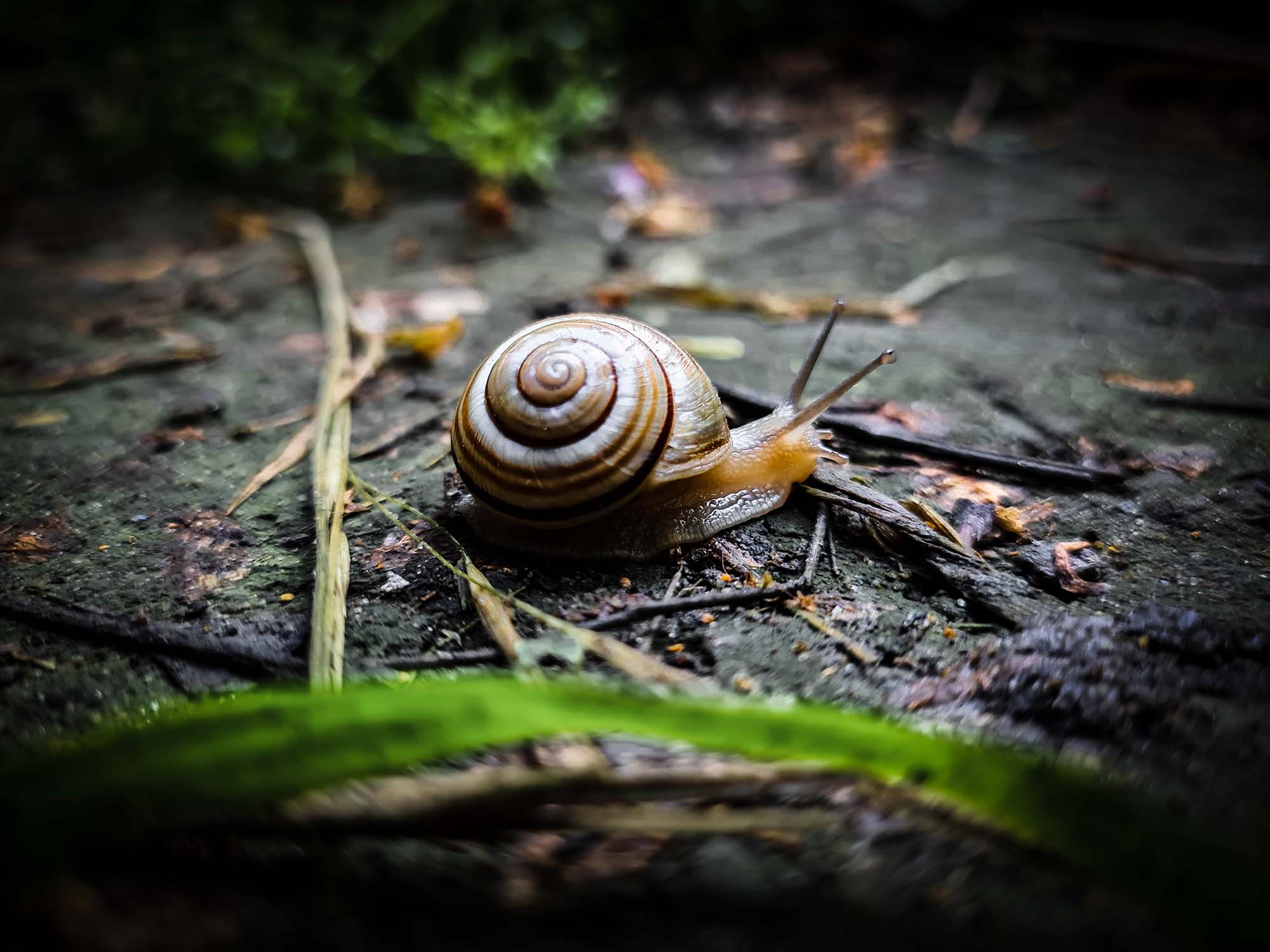 A snail traversing the ground