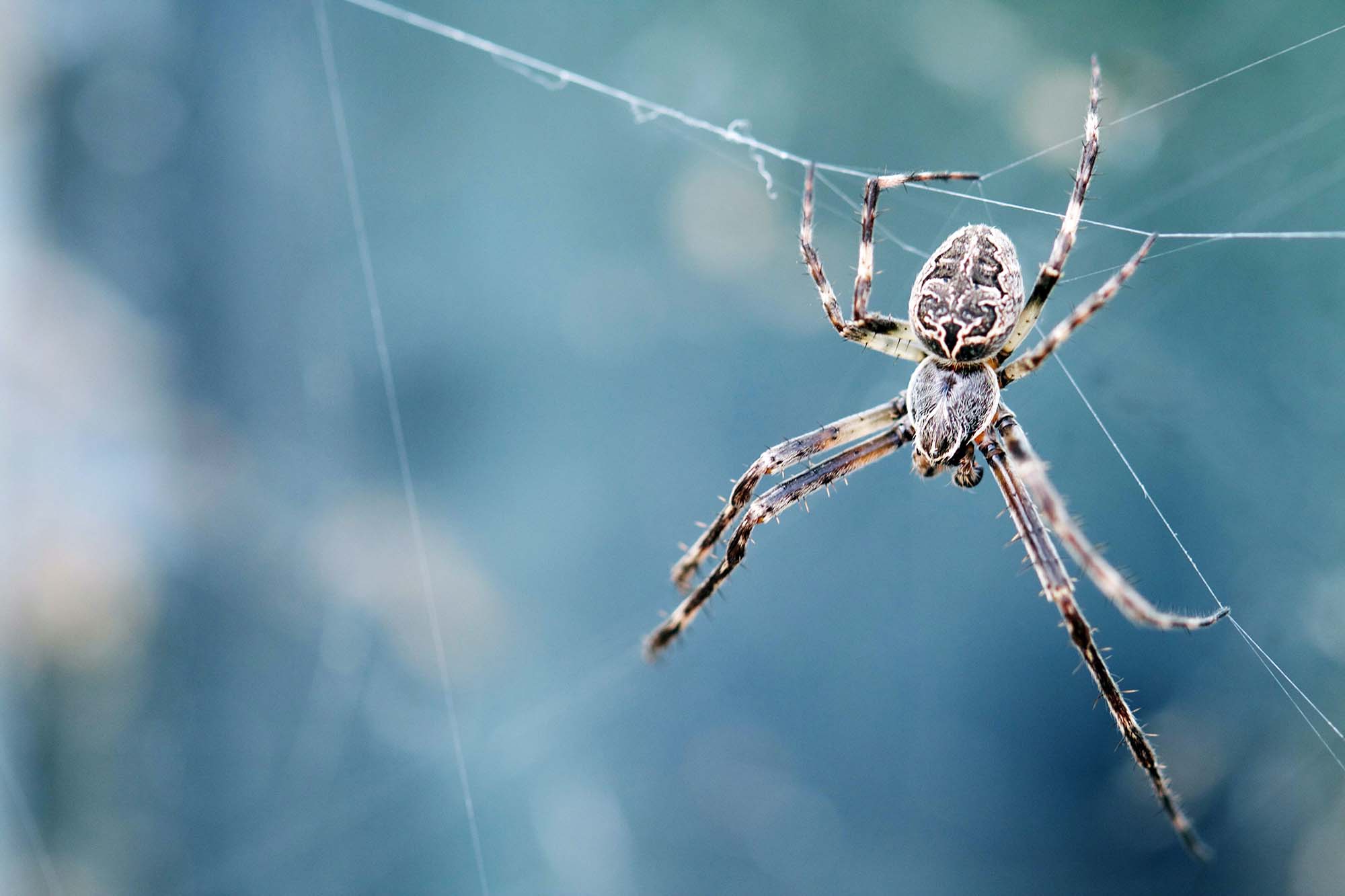A spider with long legs hanging on the strings of a web