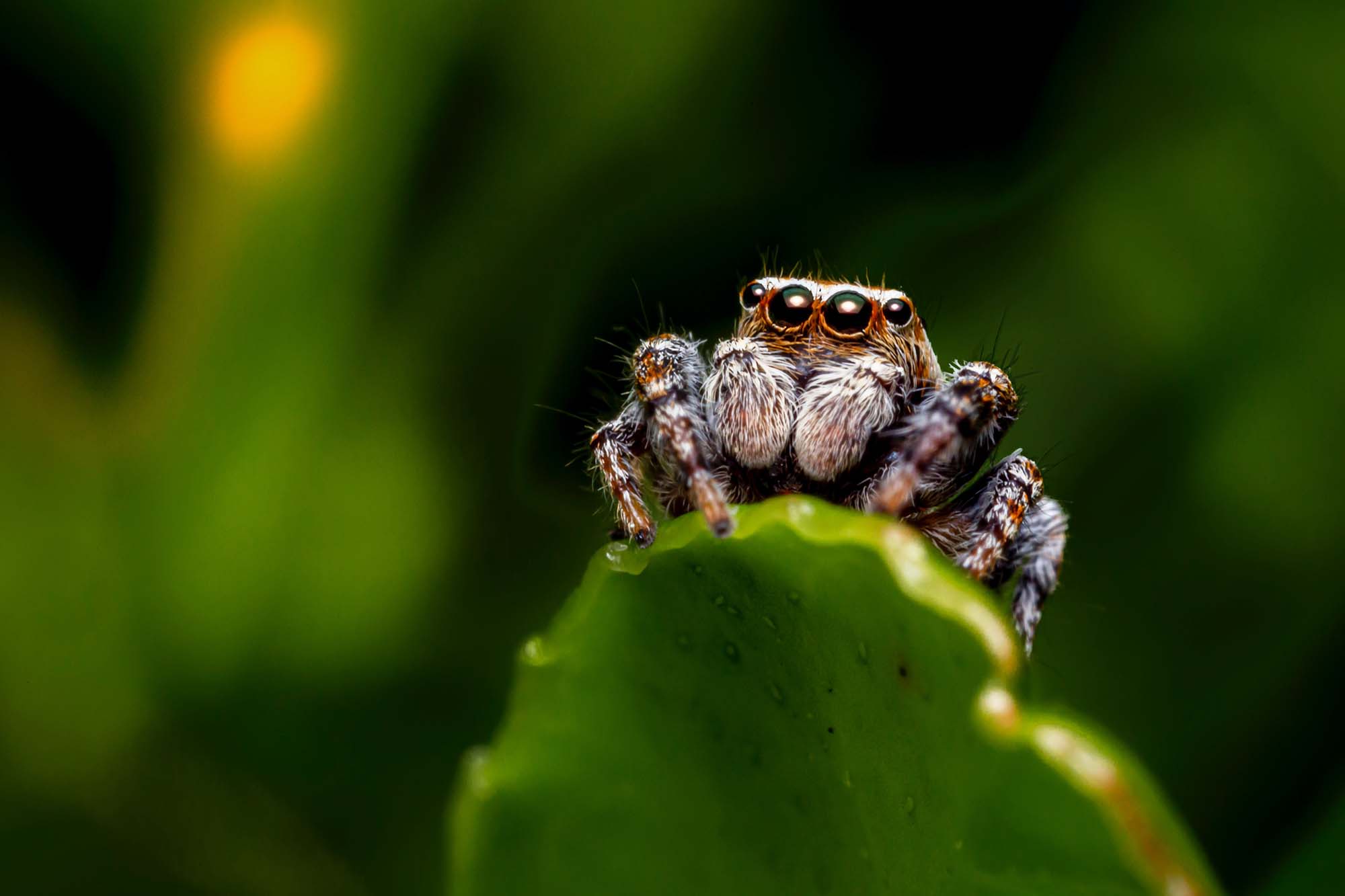 Close-up of a jumping spider perched on top of a leaf