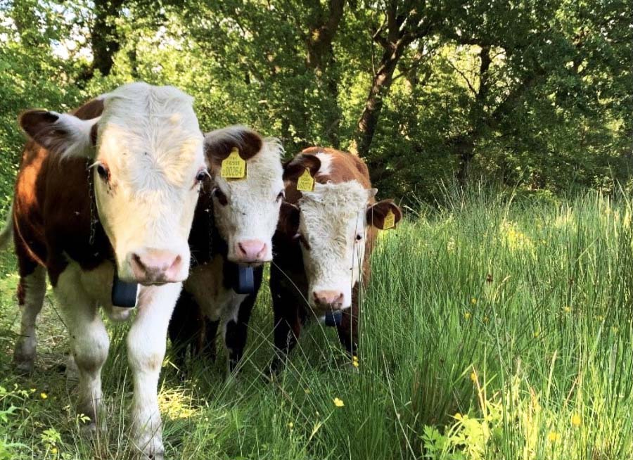 Three cattle with yellow ear tags standing in a field under the shade of trees