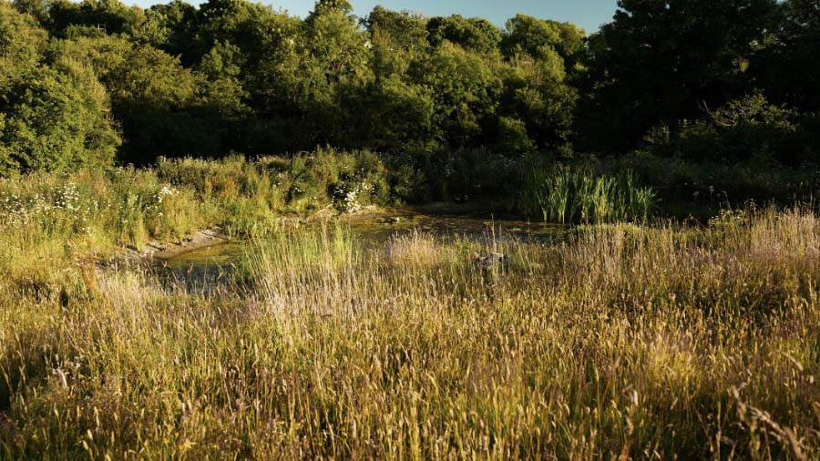 A pond surrounded by trees and tall grass