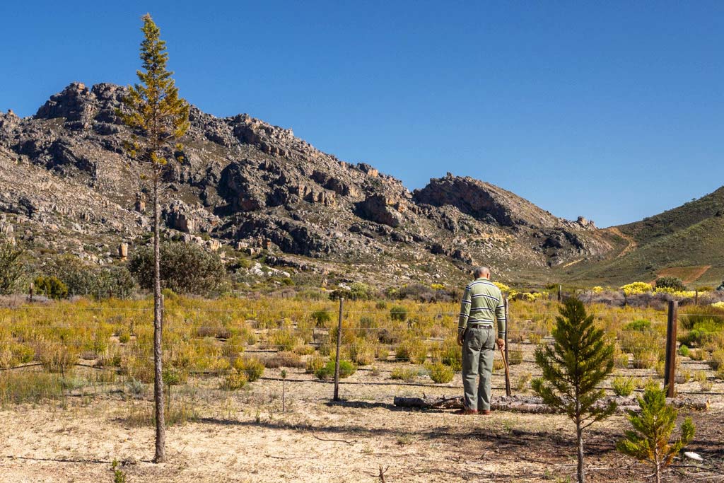 A person standing next to a fence with a few trees nearby and rocky hills and blue sky beyond
