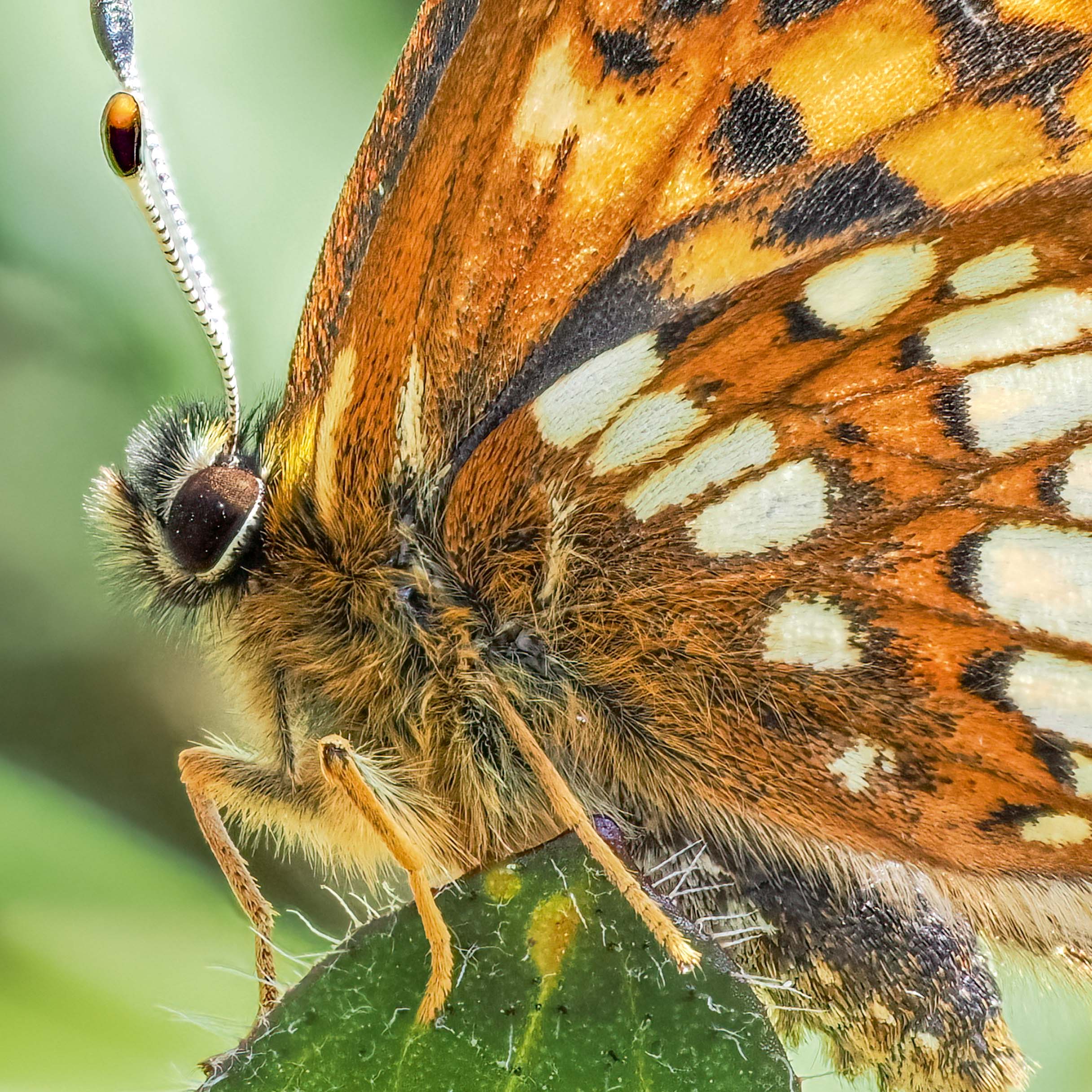 Photo: close-up of a brown and white butterfly perched on a leaf