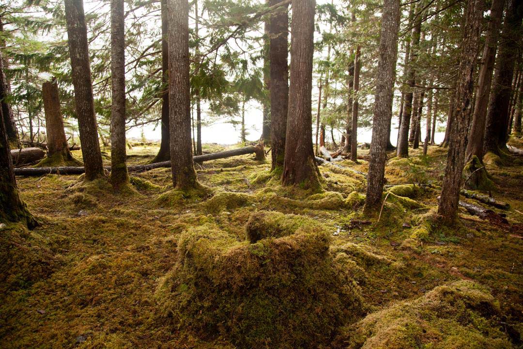 A moss-covered armchair in a moss-covered forest clearing, with sunlight coming through the trees