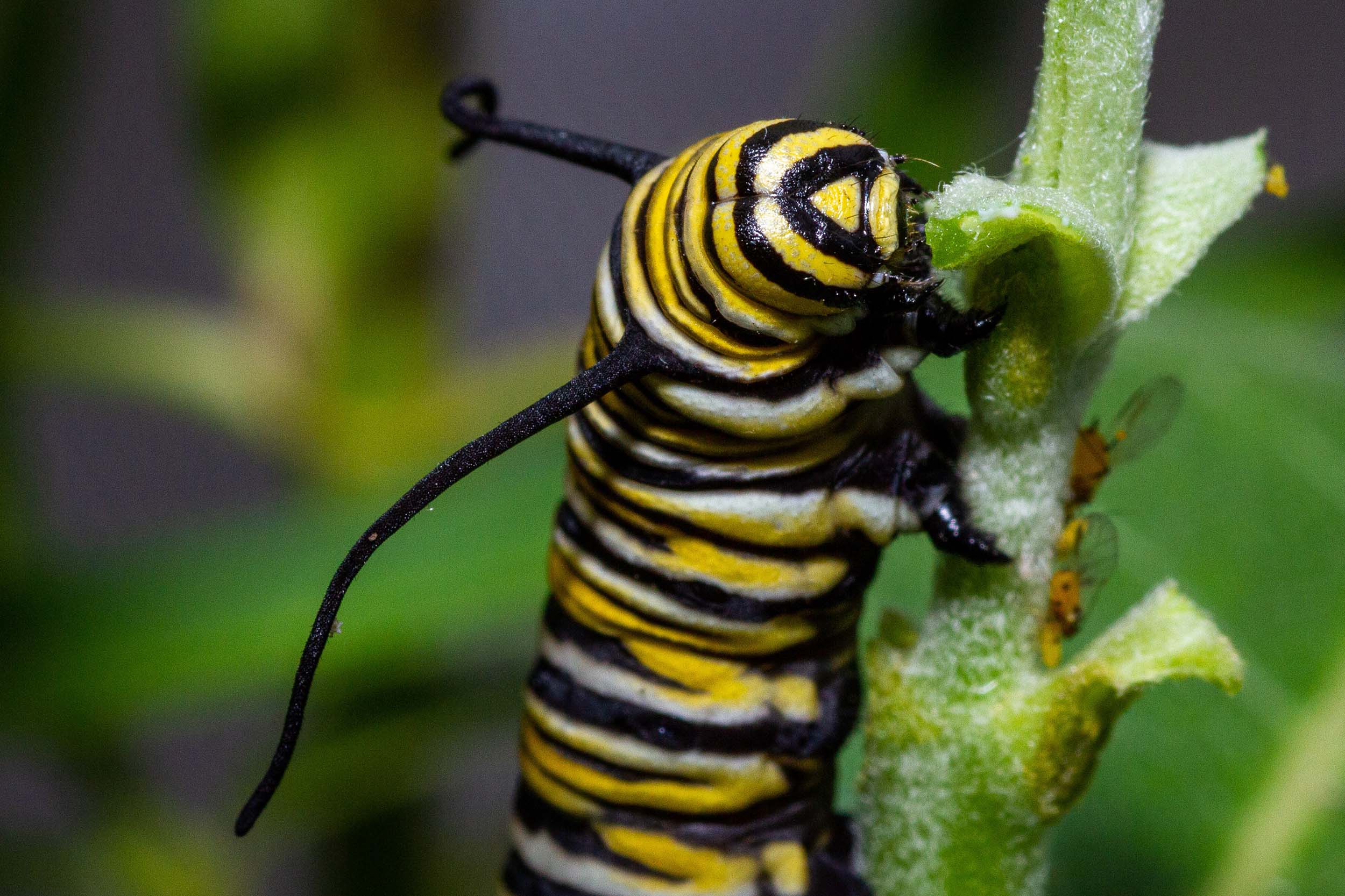 Photo: a yellow, black and white striped monarch caterpillar on a plant stem