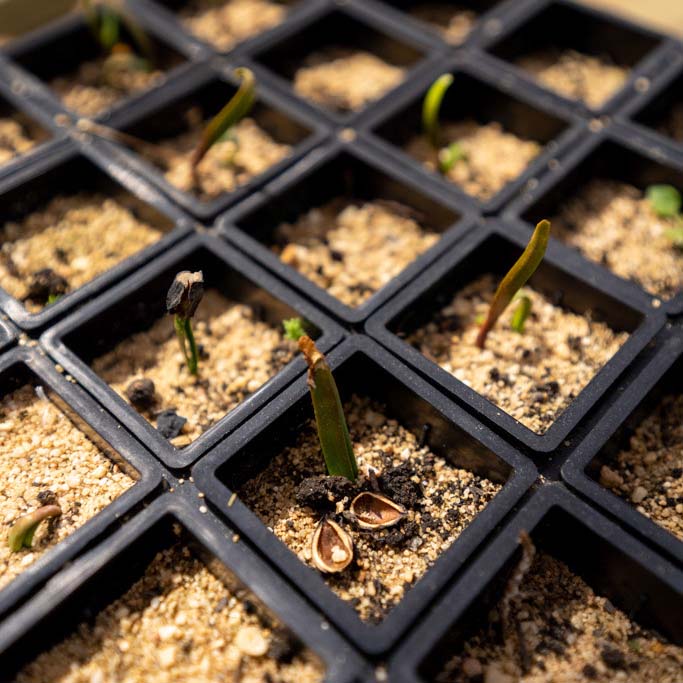 Close-up of seedlings growing in square plastic trays