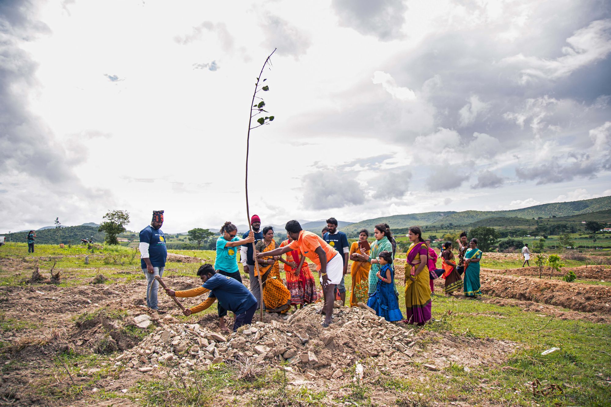 A group of people planting a tall, thin sapling