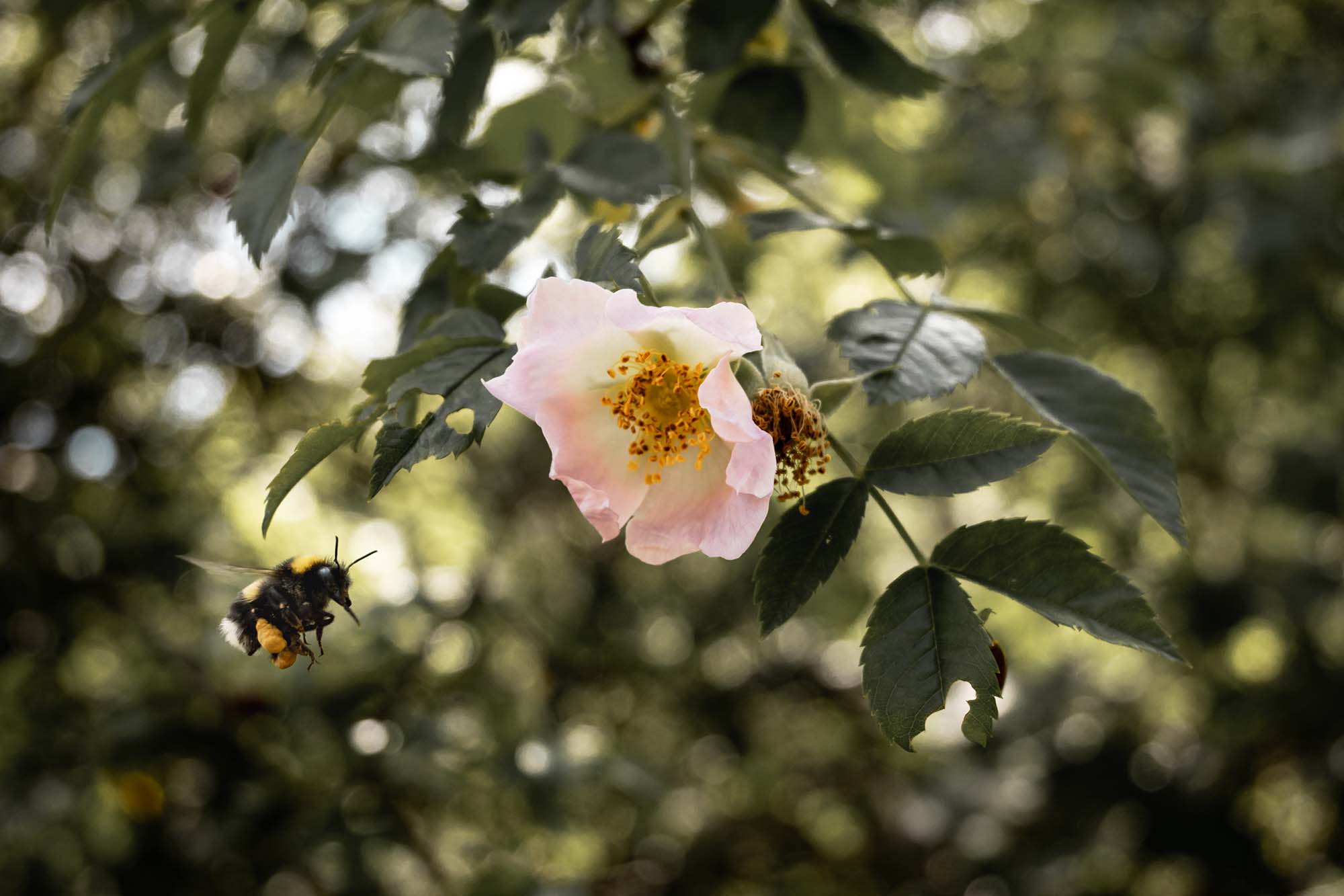 A bee flying toward a pink flower