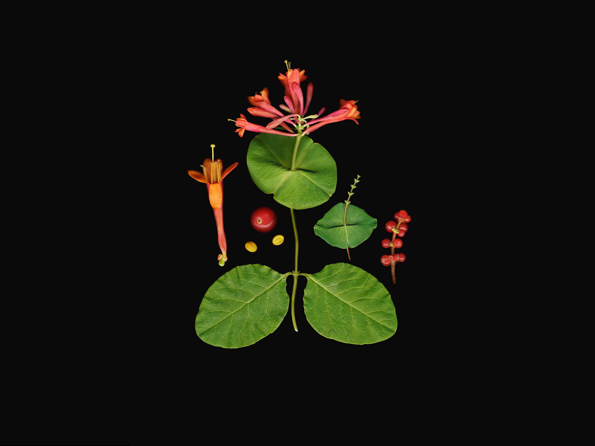 Scan of an orange-flowering plant and plant parts on a black background