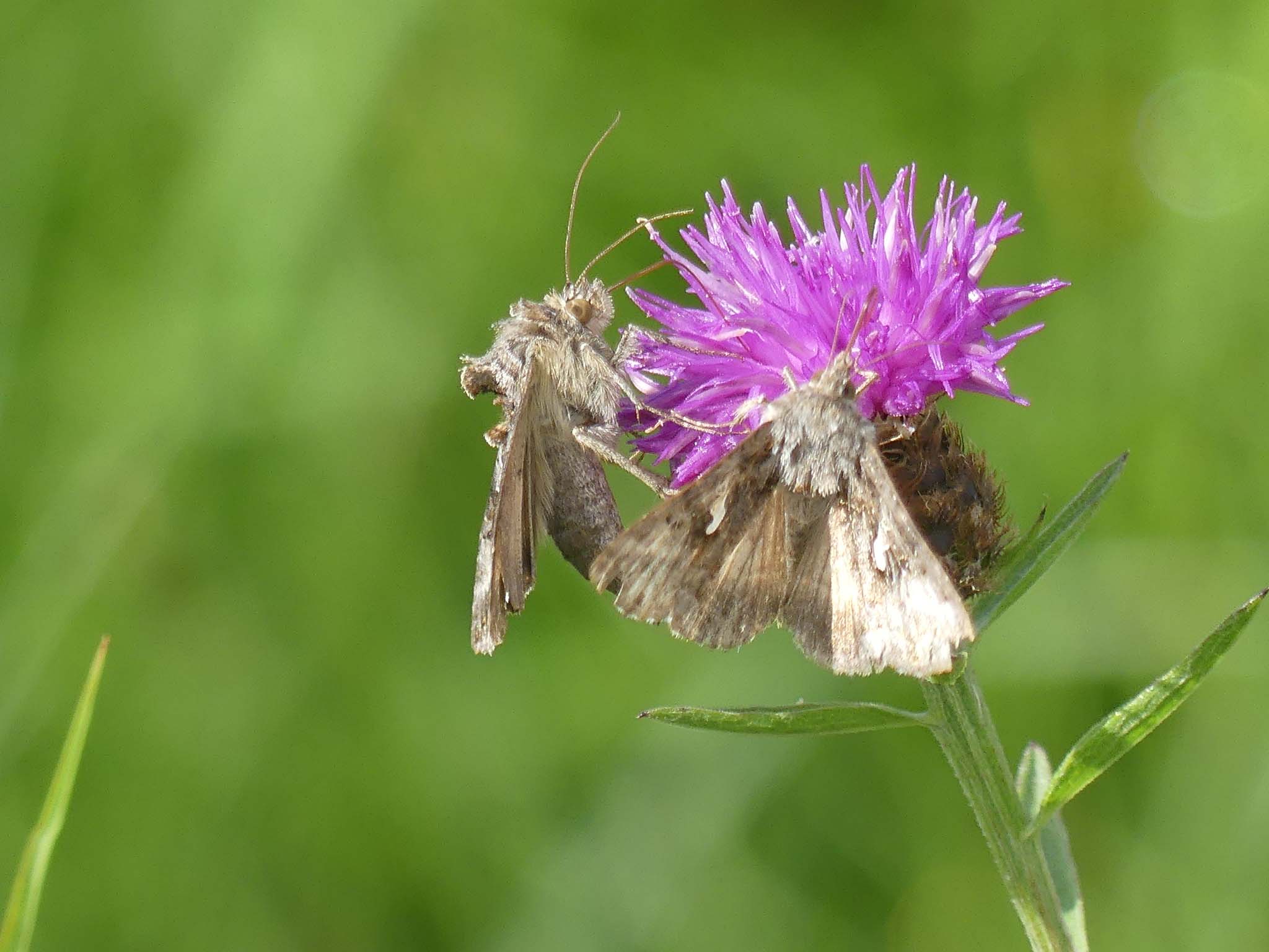 Two moths resting on a pink flower, with a green out-of-focus background