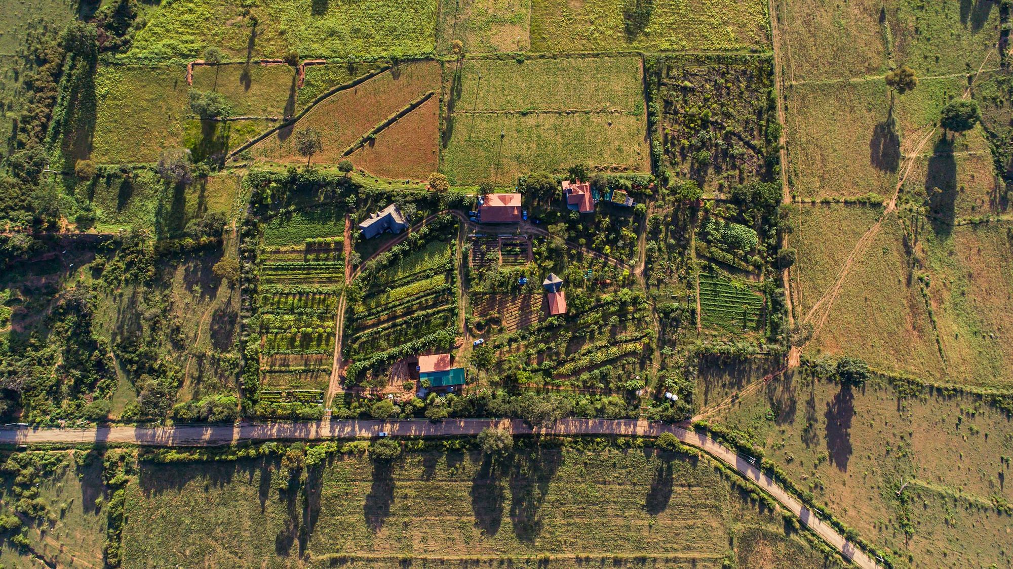 Aerial view of farmland with rows of crops and trees visible