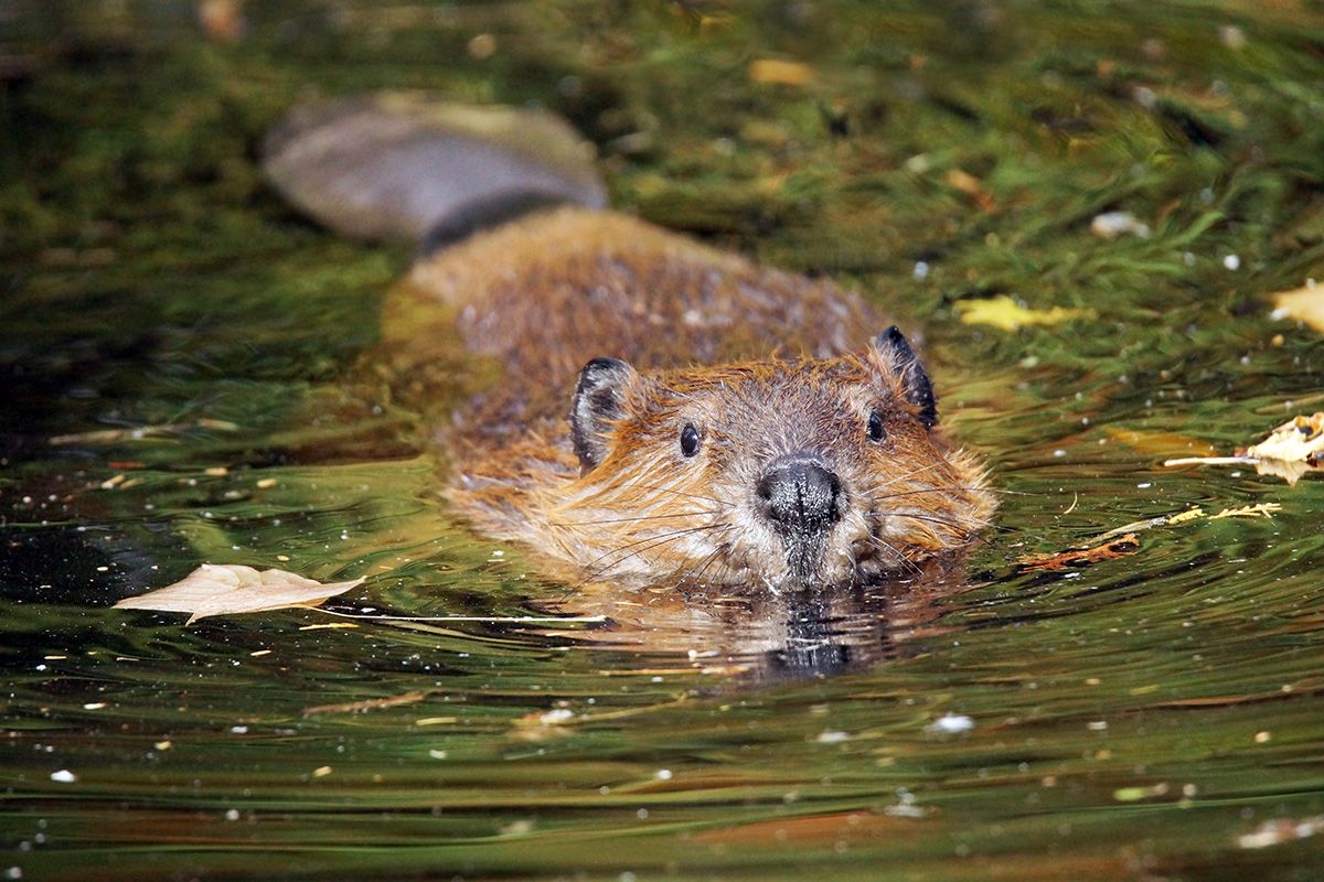 A beaver swimming toward the camera in greenish water