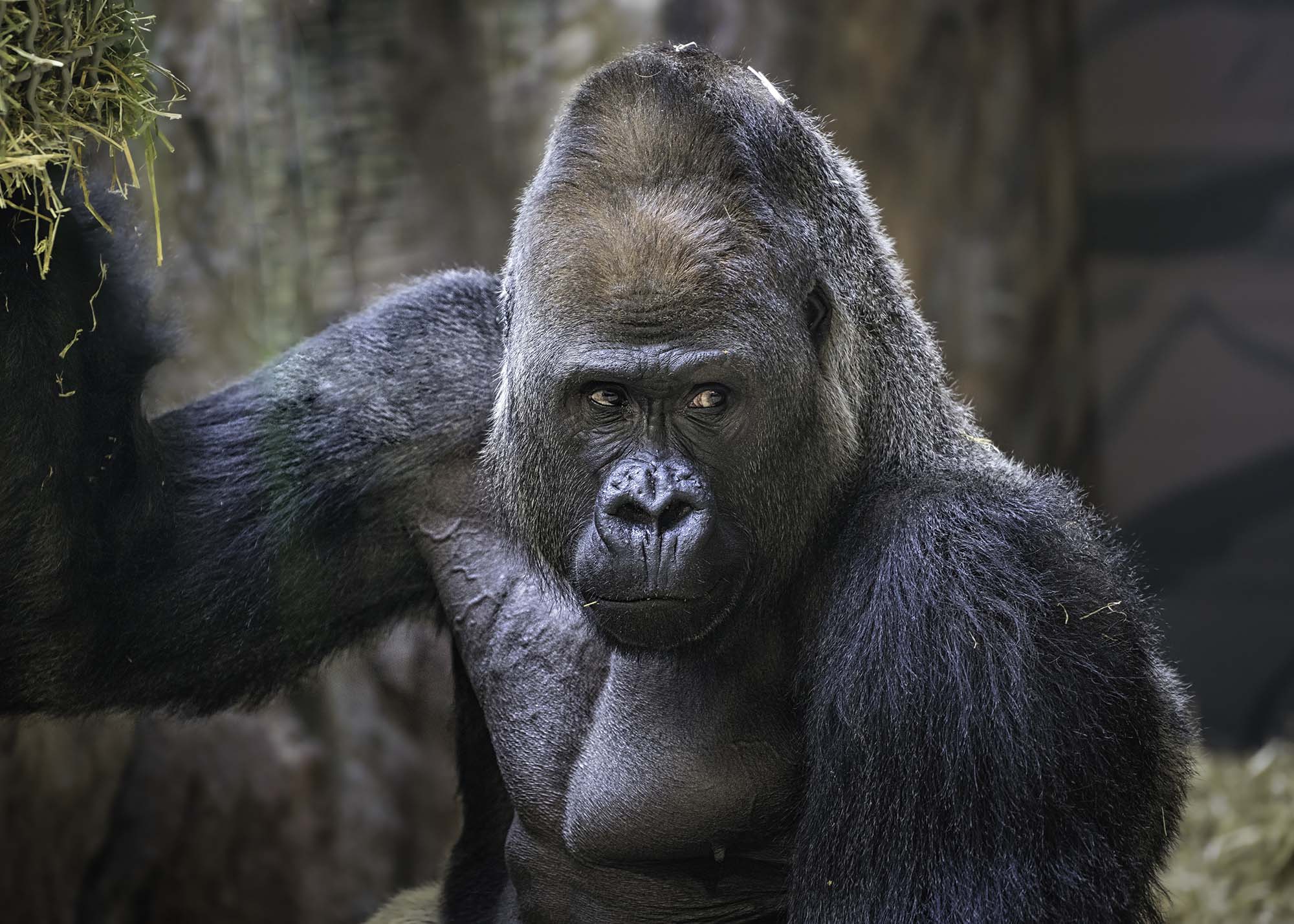 Close-up of a gorilla with its face forward and its eyes to the side