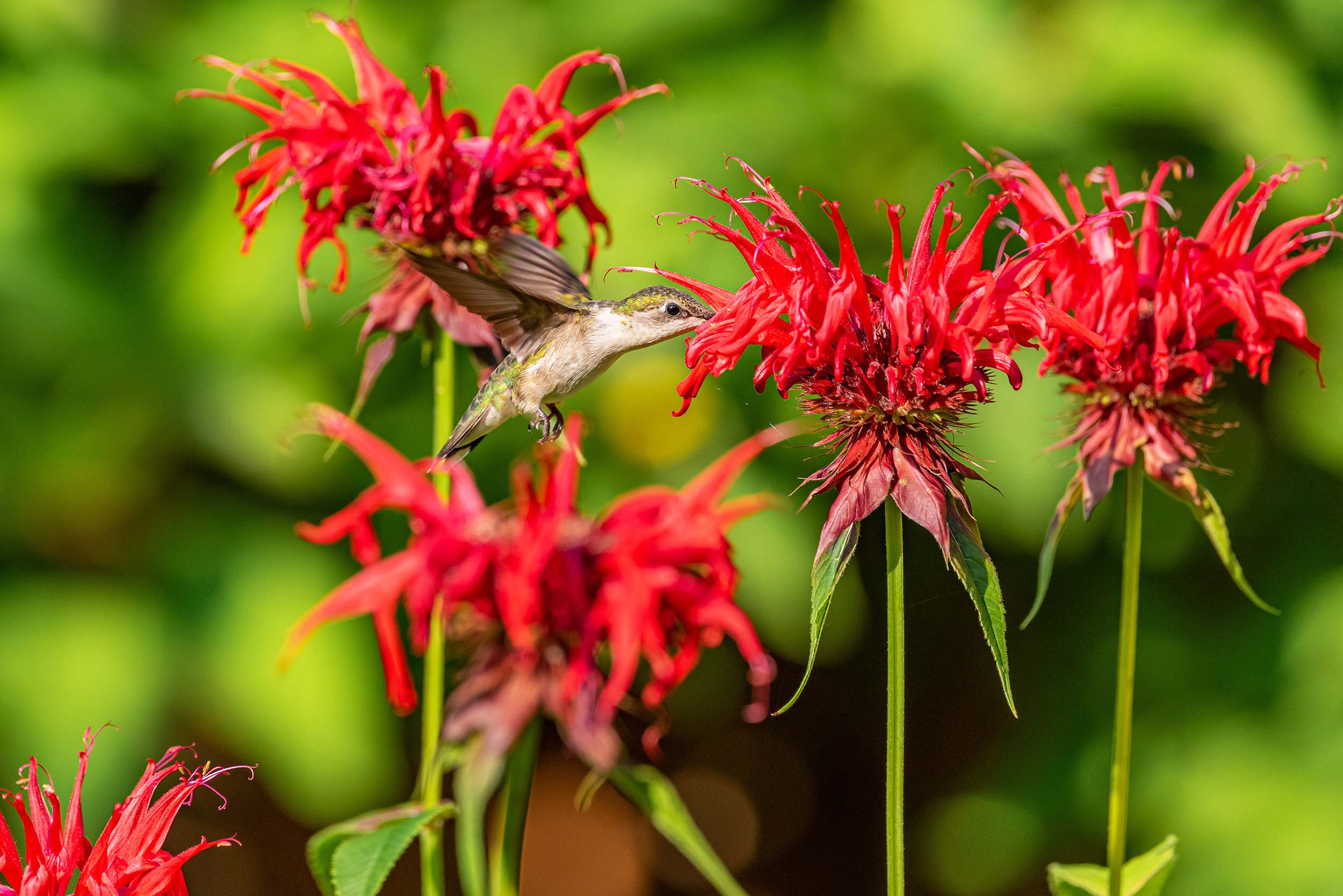 A hummingbird drinking from bright-red flowers