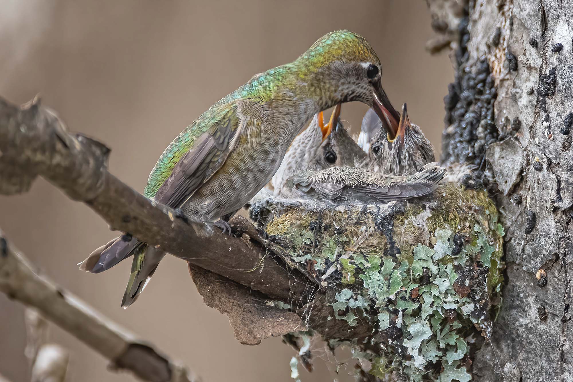 A hummingbird feeding its young in a nest build into the crook of a tree branch