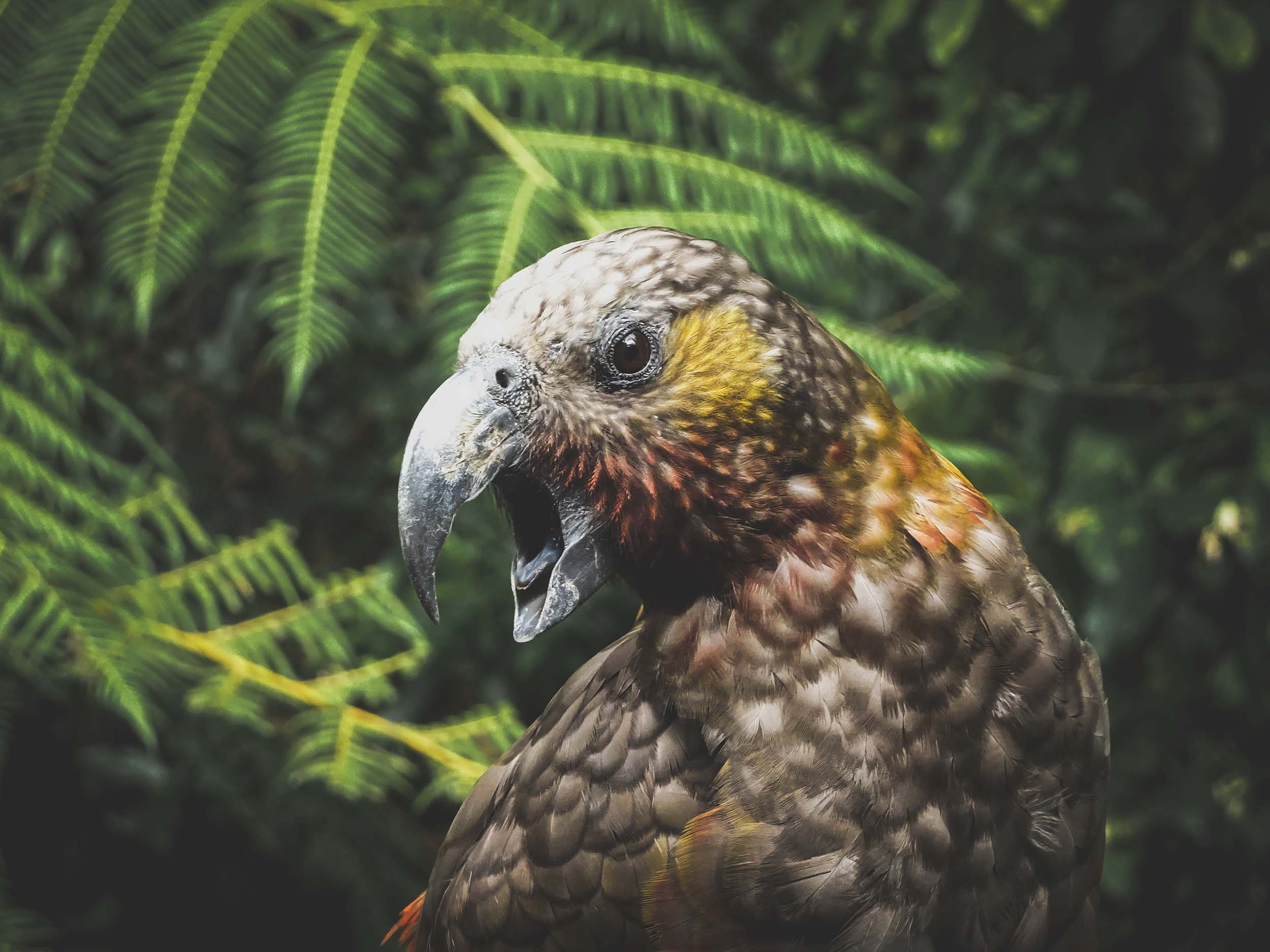 A kea with its beak open, and ferns in the background