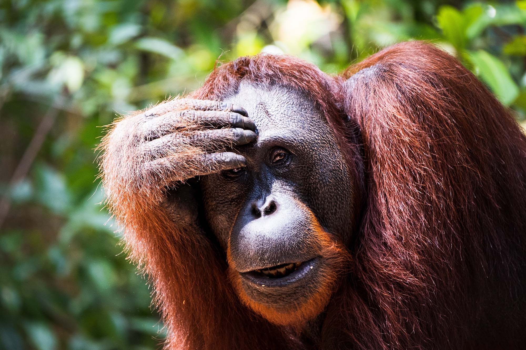 Close-up of an orangutan with its head resting in its hand