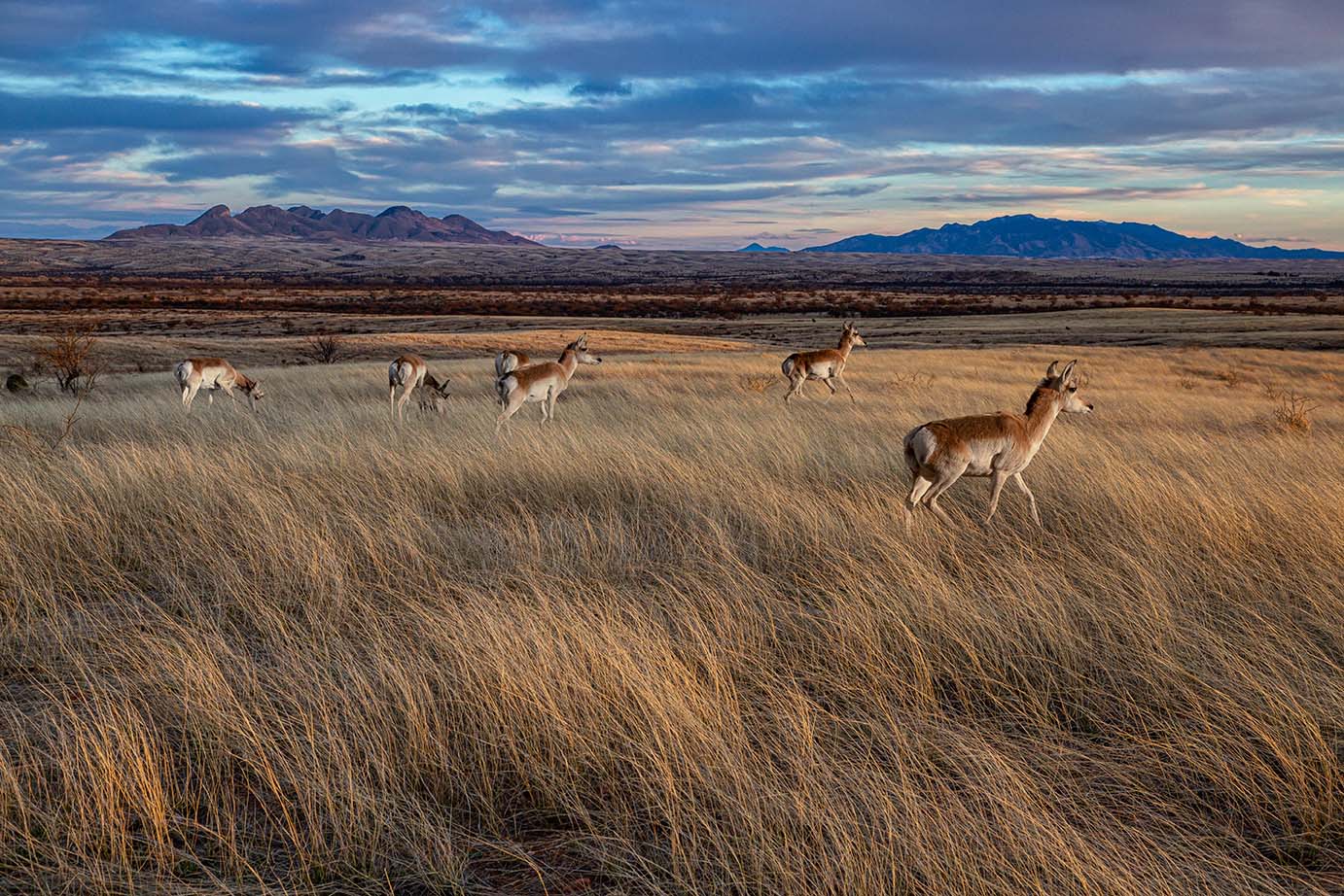A group of pronghorn antelope standing in a grassland