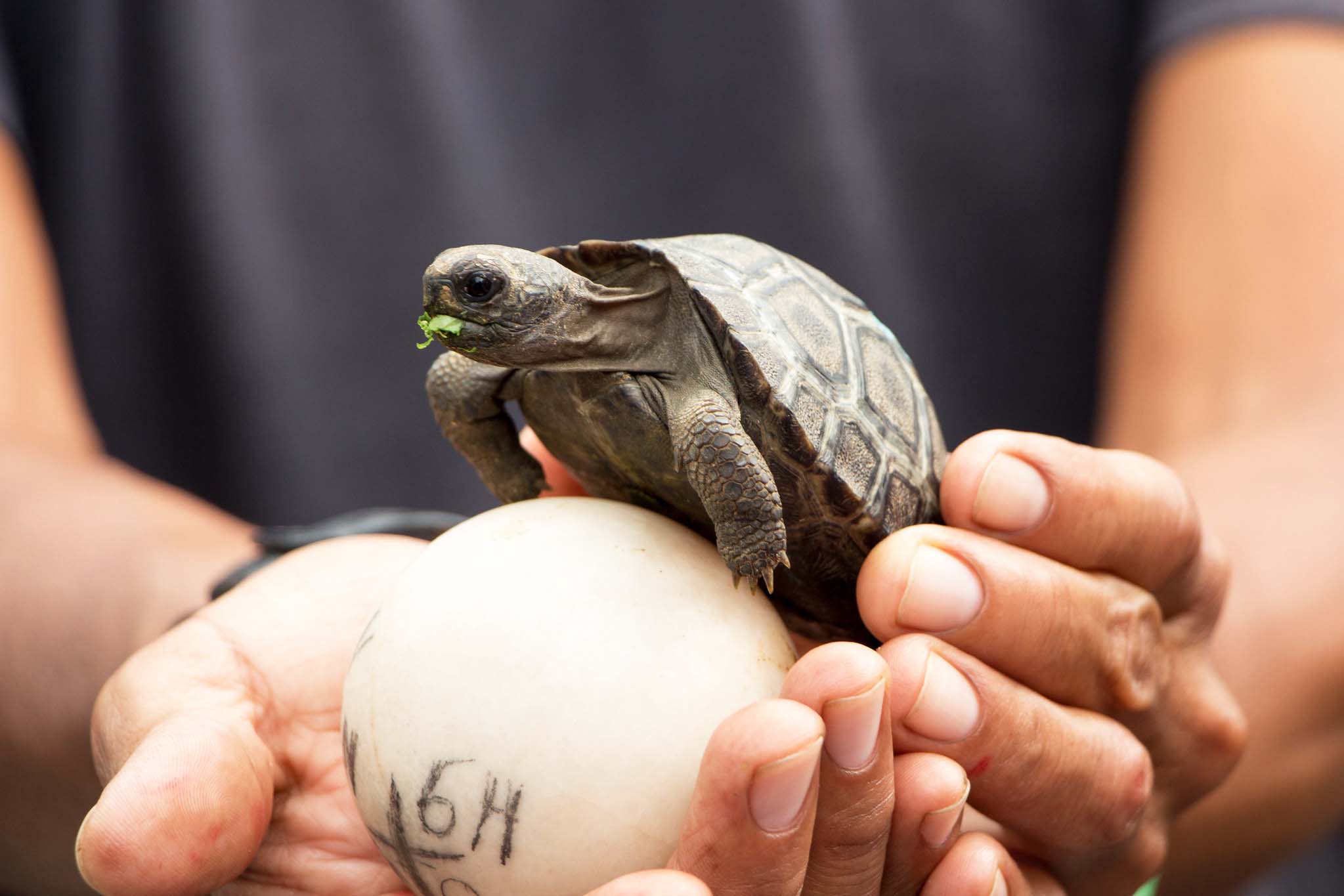 A person's hands holding an egg and a baby giant tortoise