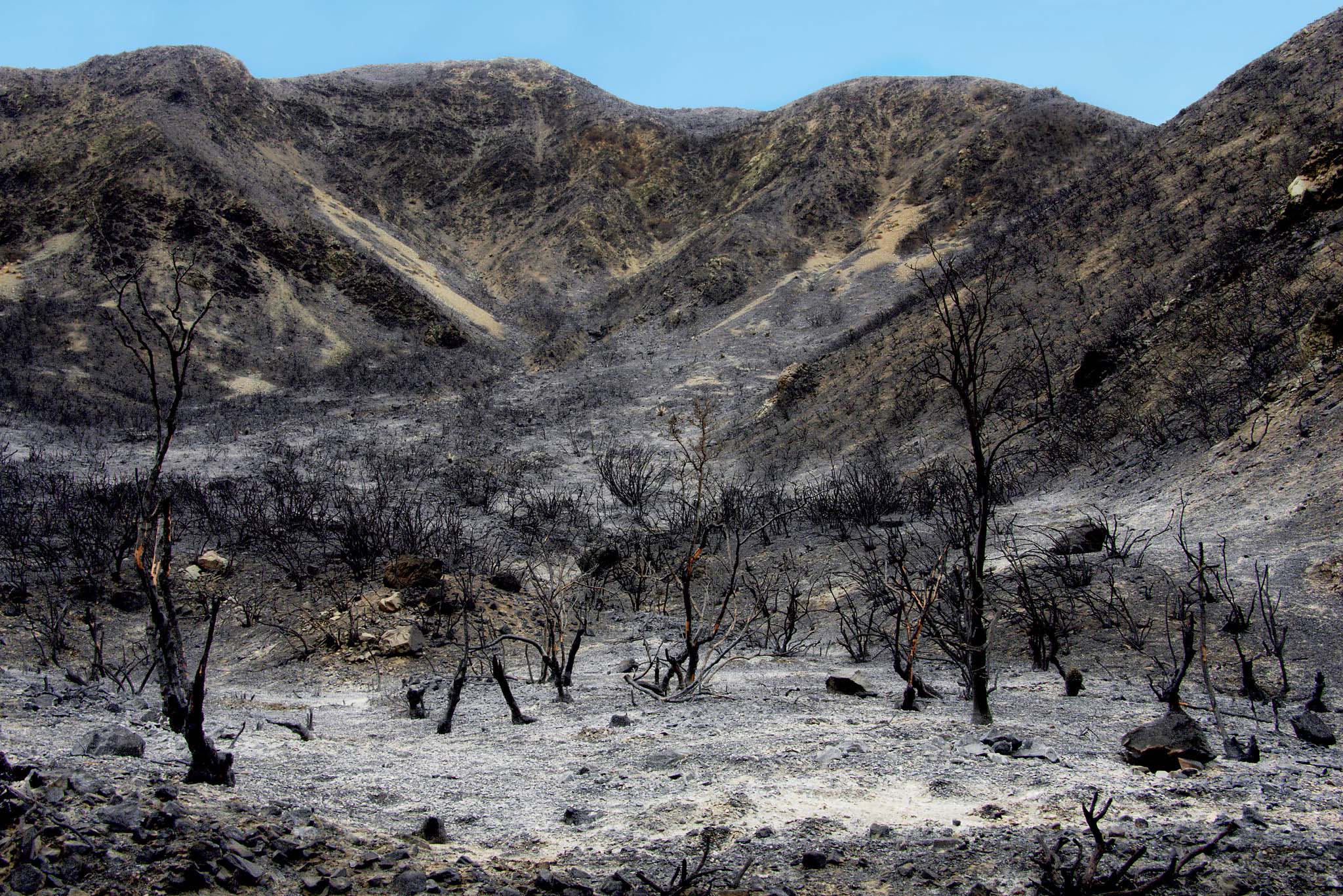 Trees and hillsides blackened by fire