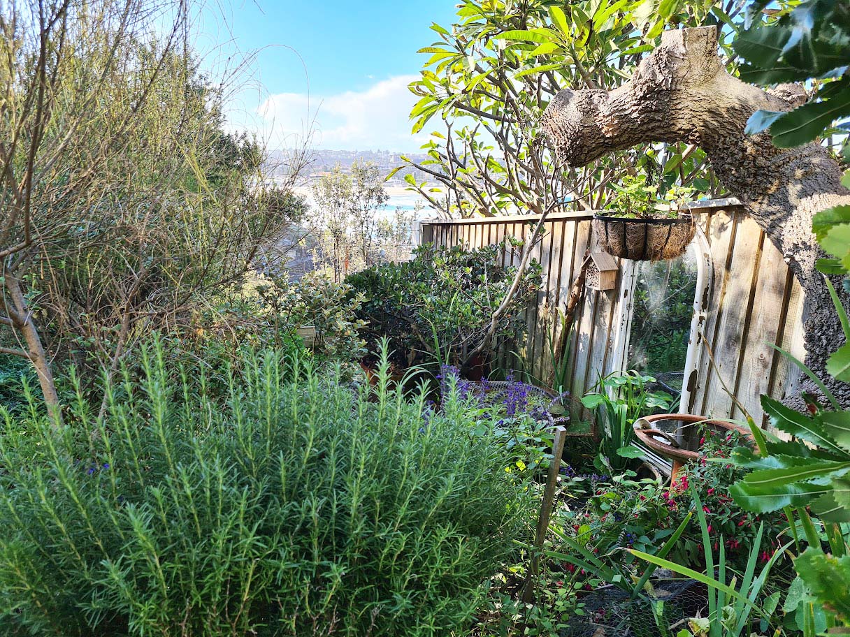 A densely planted garden with a view