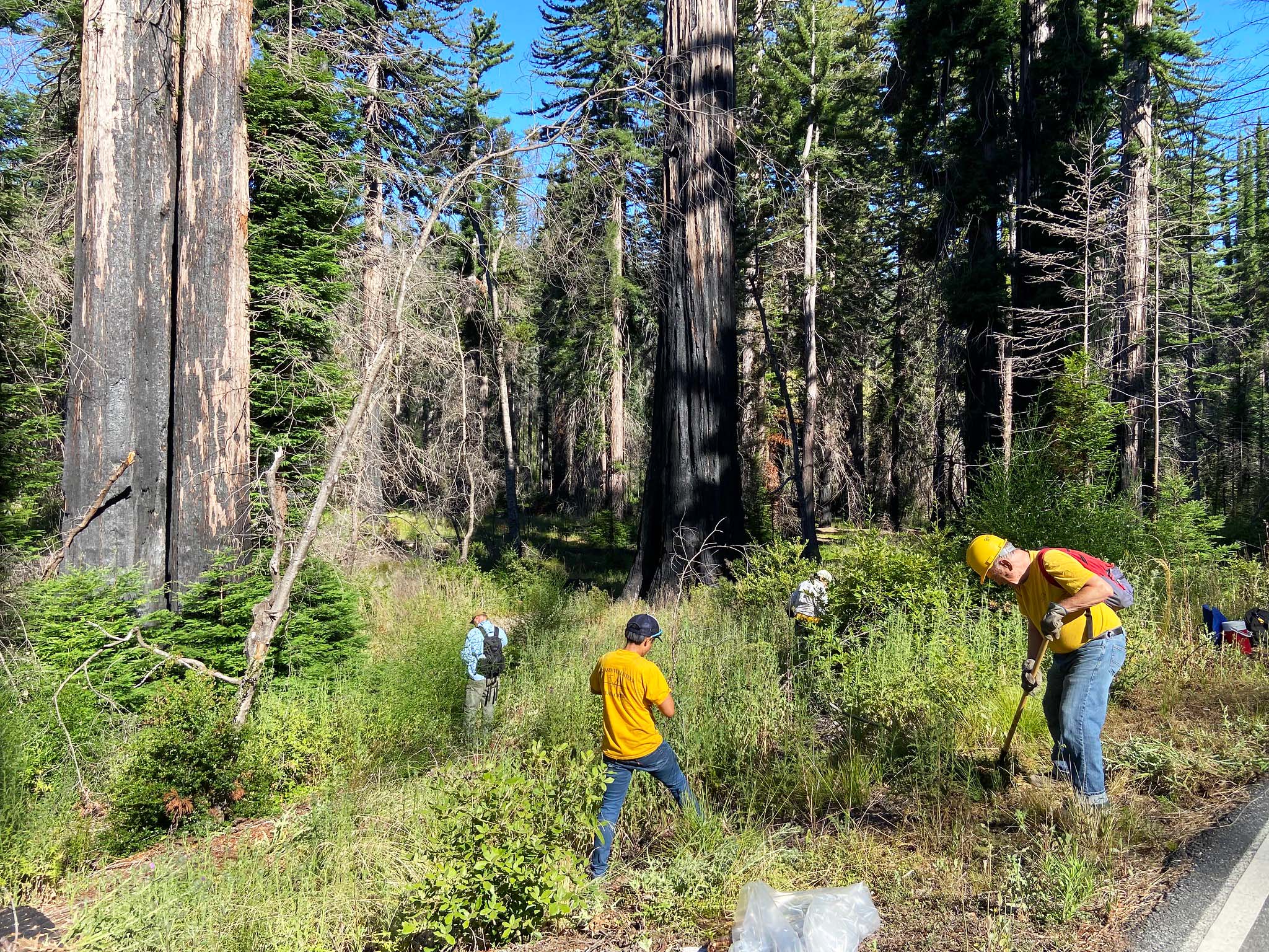 A group of people on a roadside next to a forest. Some are digging.