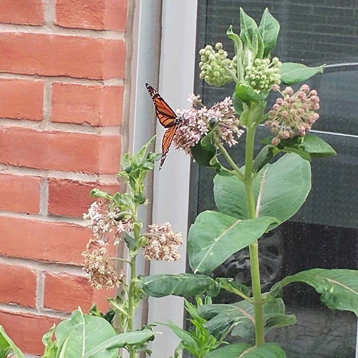 a monarch butterfly resting on milkweed flowers, in front of a window and brick wall