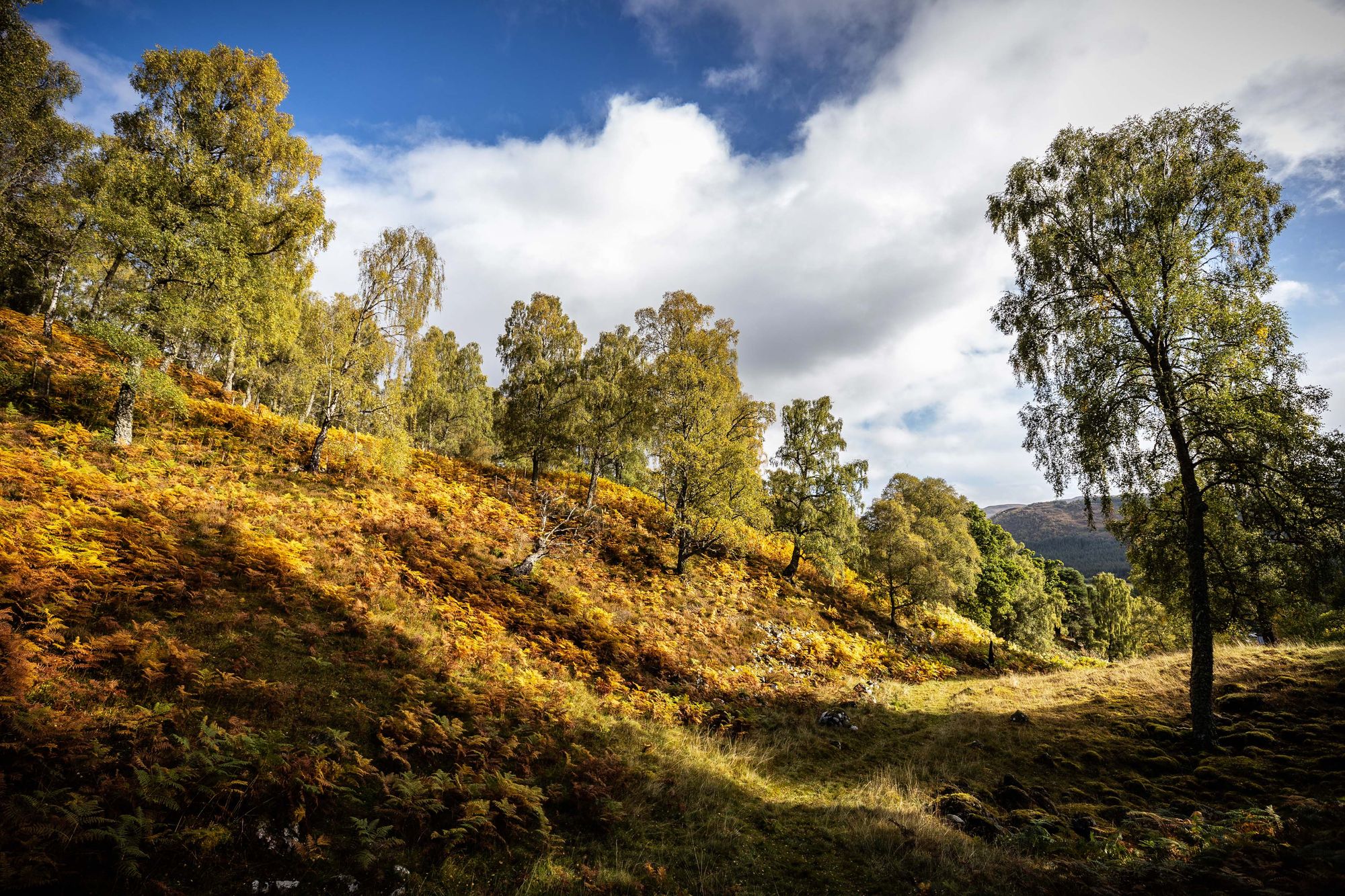 Rolling greenish-golden hills and trees with blue sky and white clouds