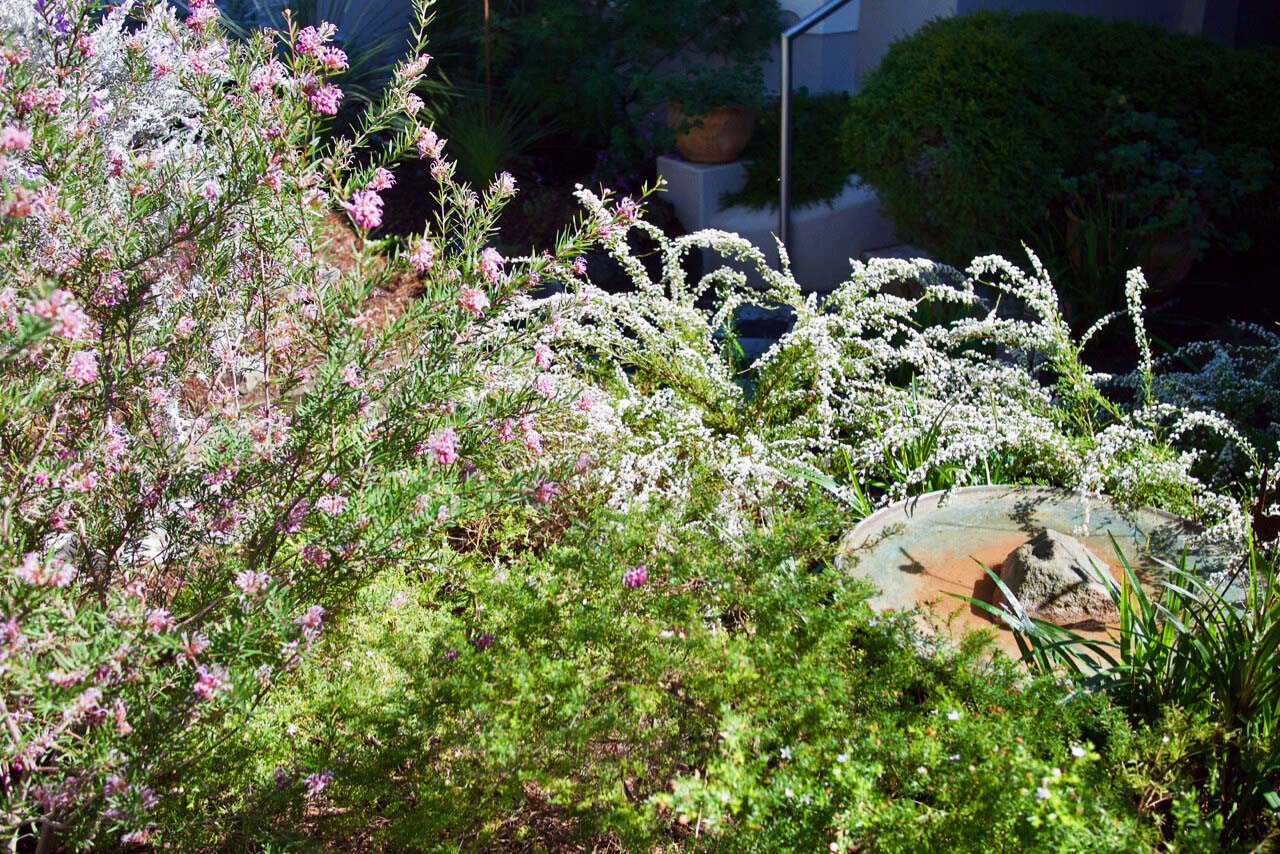 Densely planted shrubs with pink flowers and a dish full of water