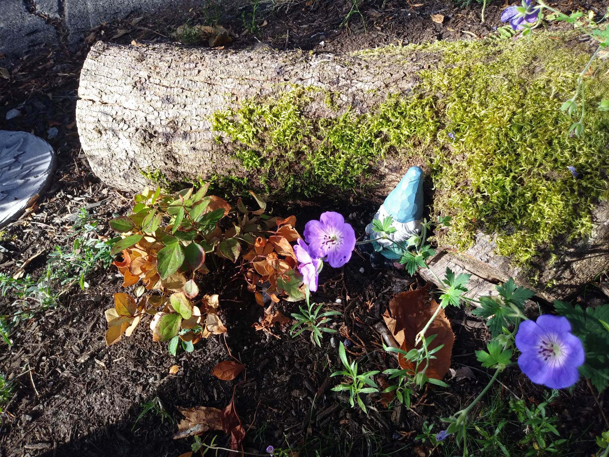 A gnome figurine leaning against a moss-covered log in a garden