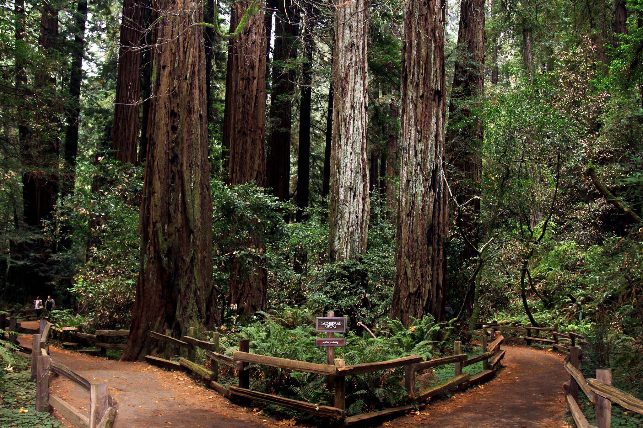 A dirt path with wooden fences on either side winding through a redwood forest