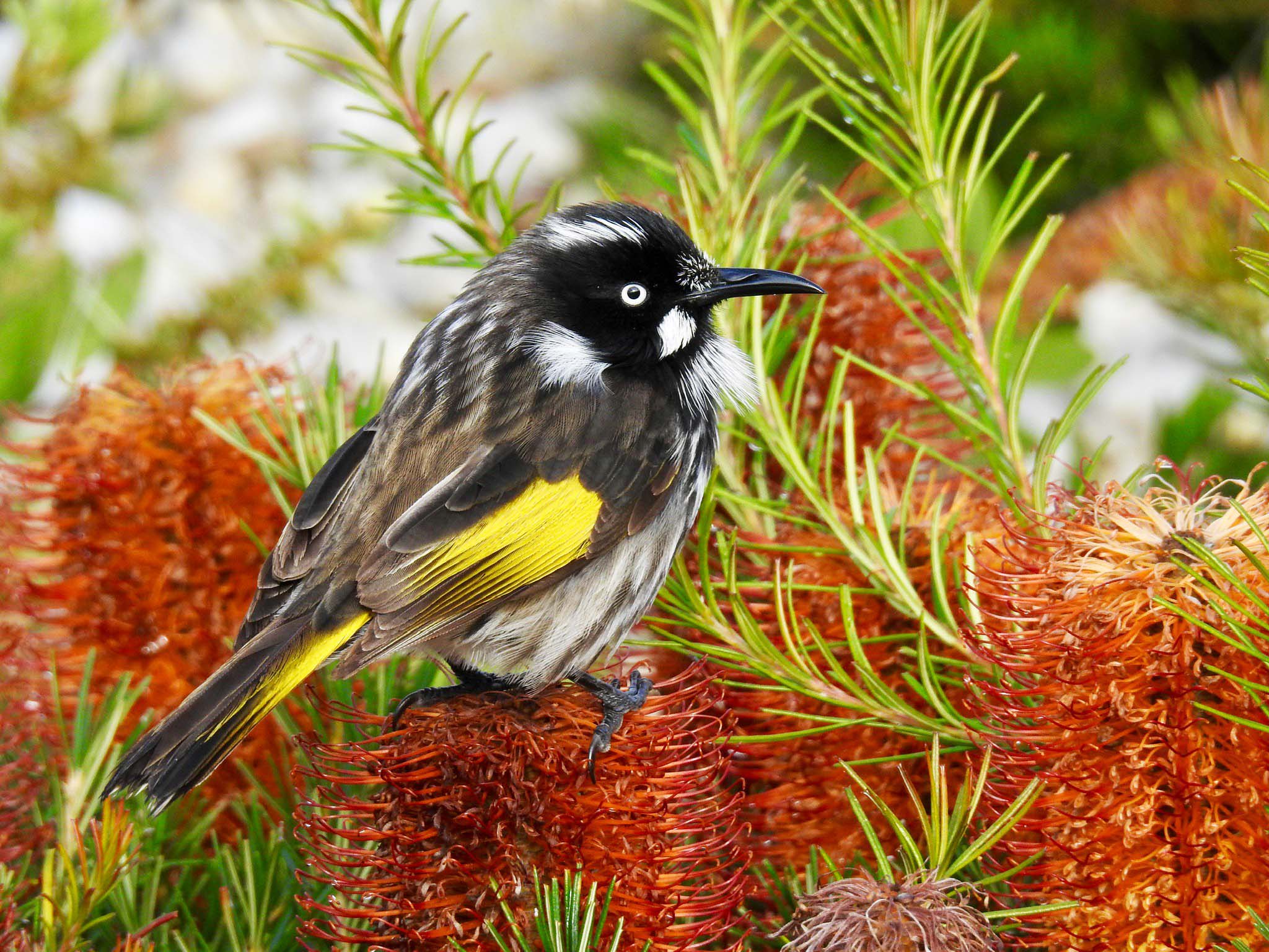 Close-up of a small brown and yellow bird with a black face and beak and bright white eye, resting on red flowers